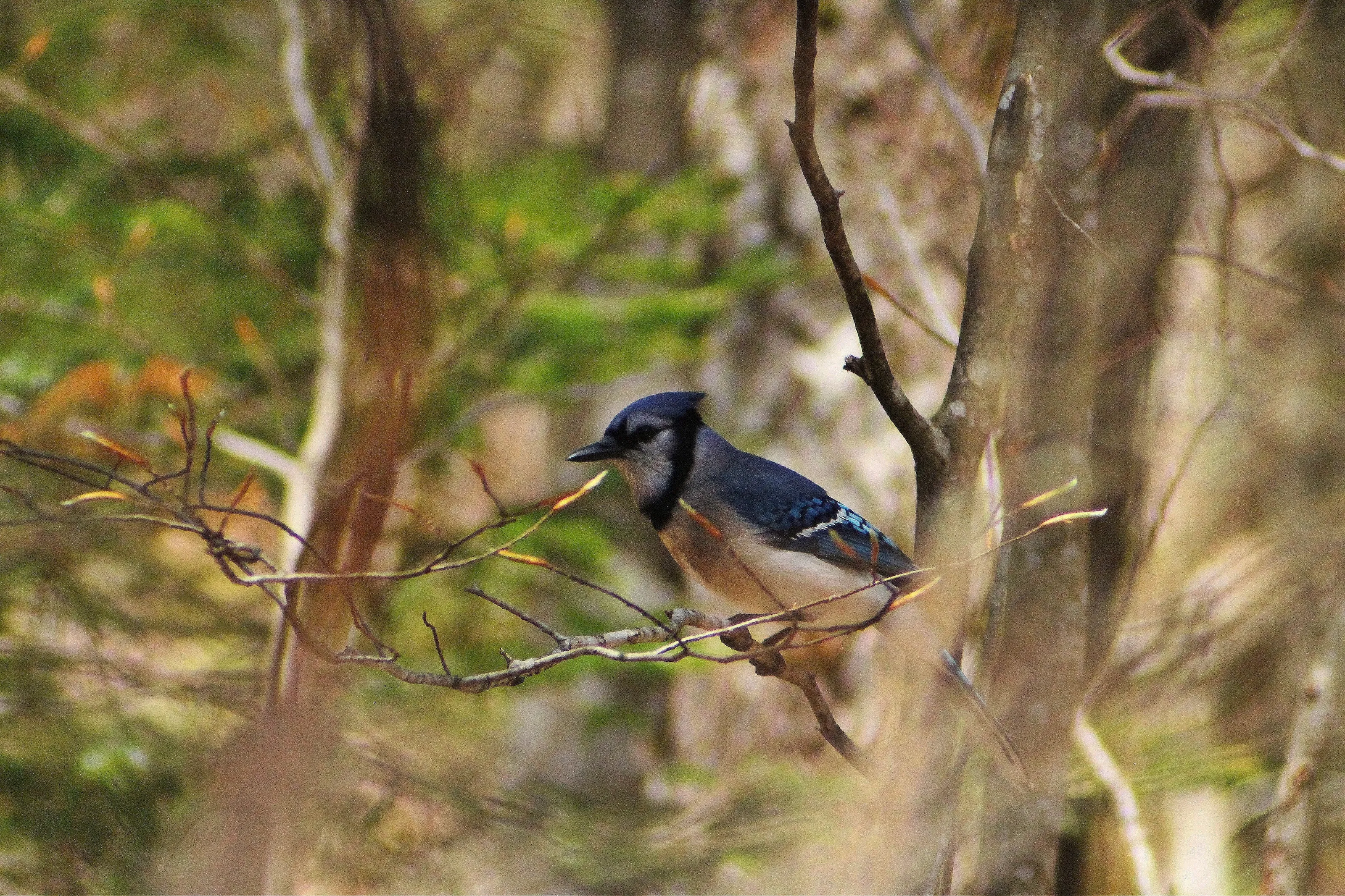 Blue Jay