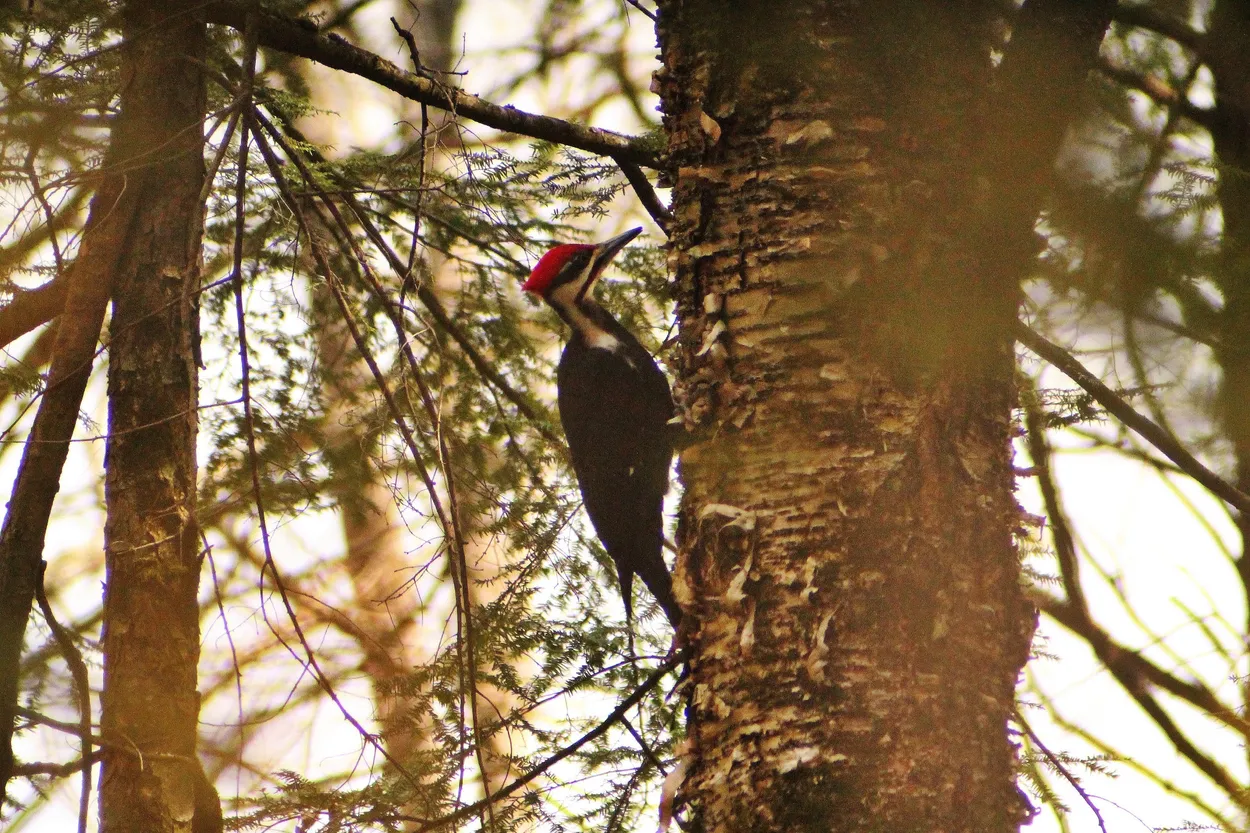 Pileated Woodpecker