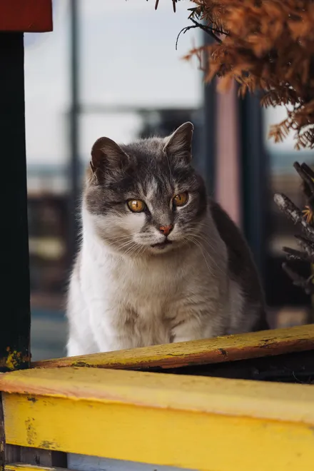 The Watchful Cat