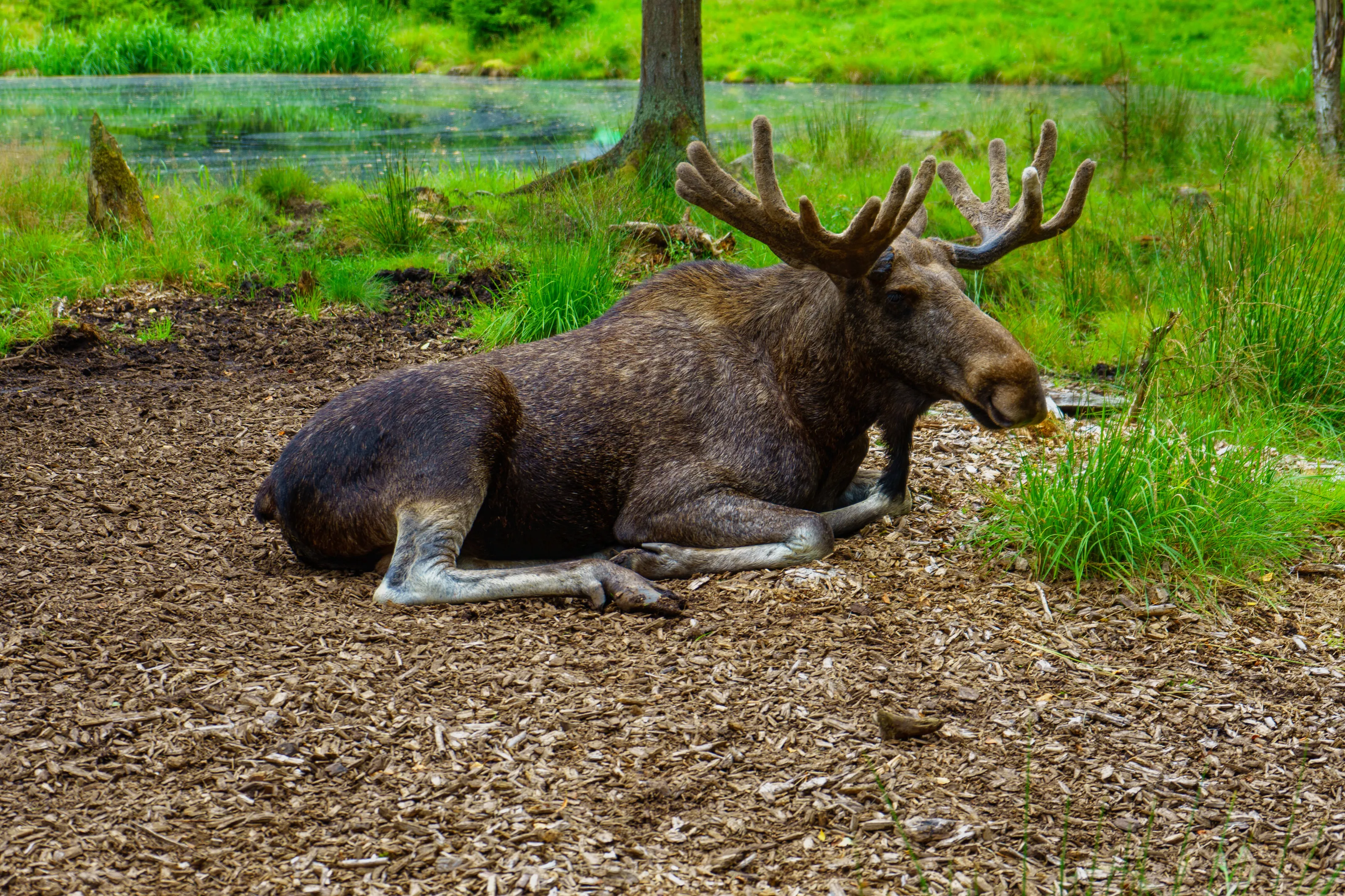Animals