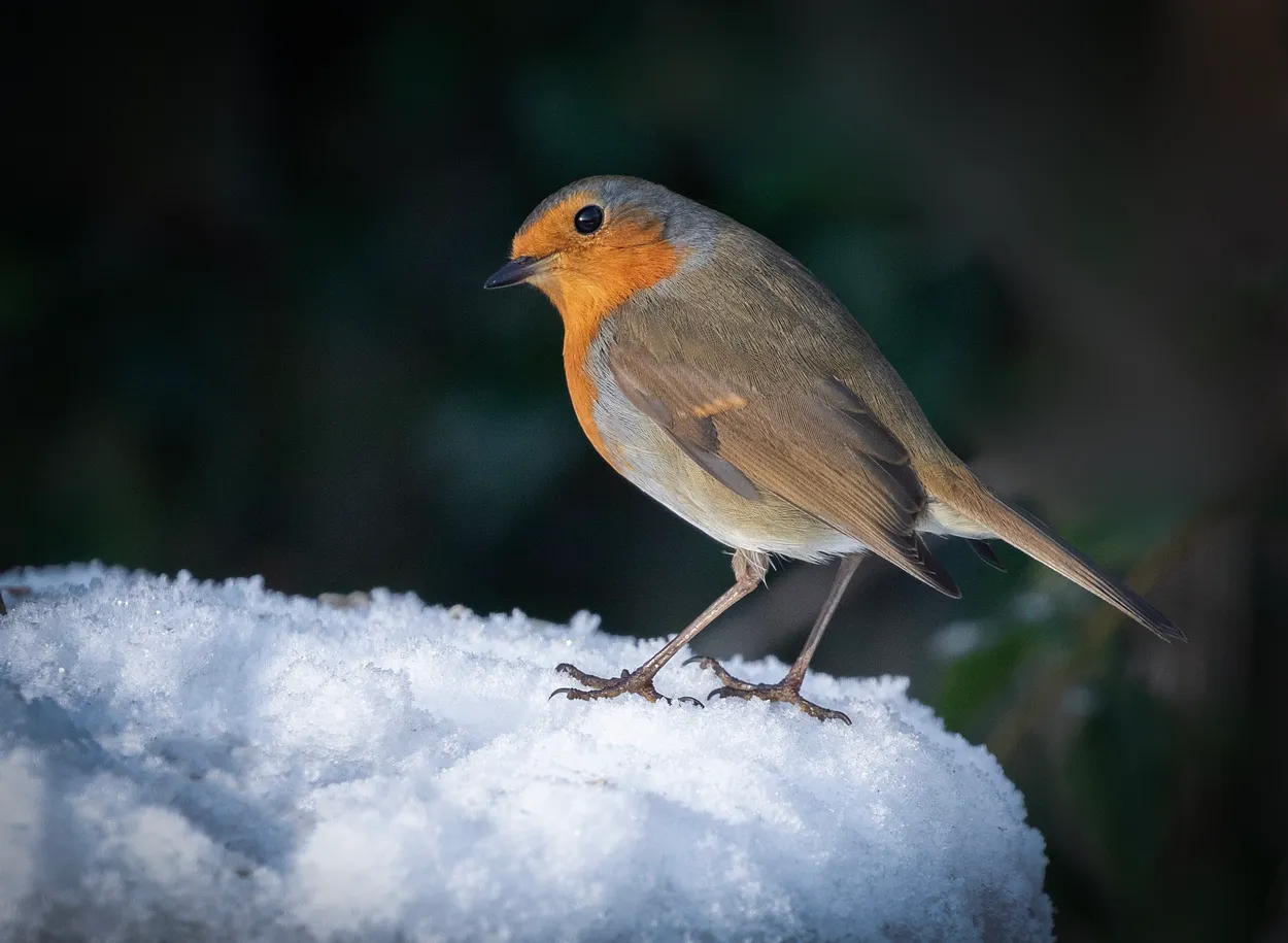 Robin