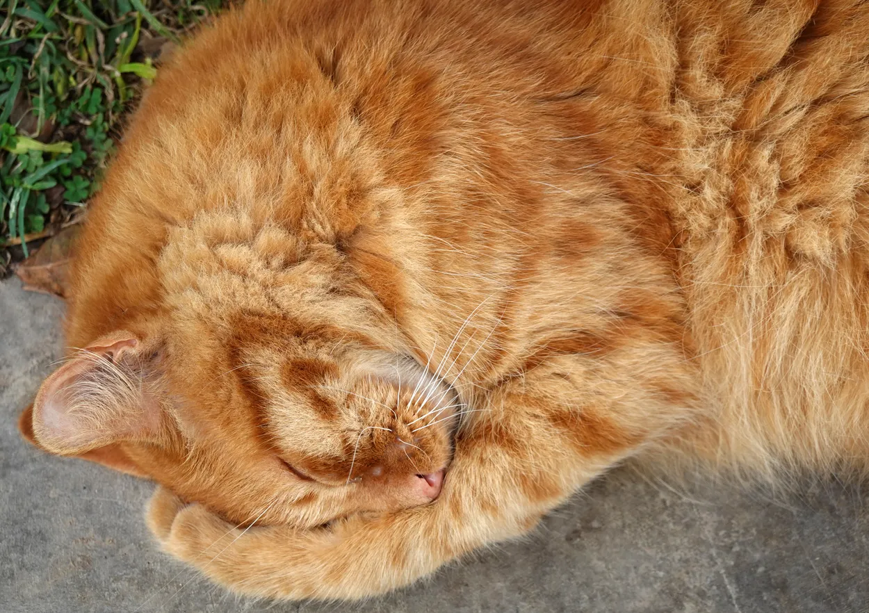 Lima Cat