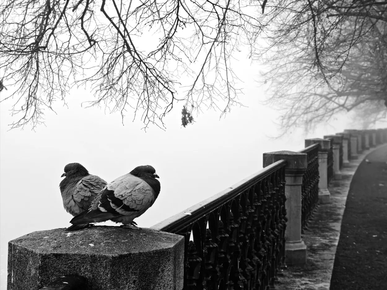 Misty Morning
