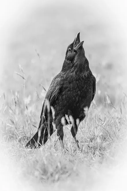 Carrion Crow