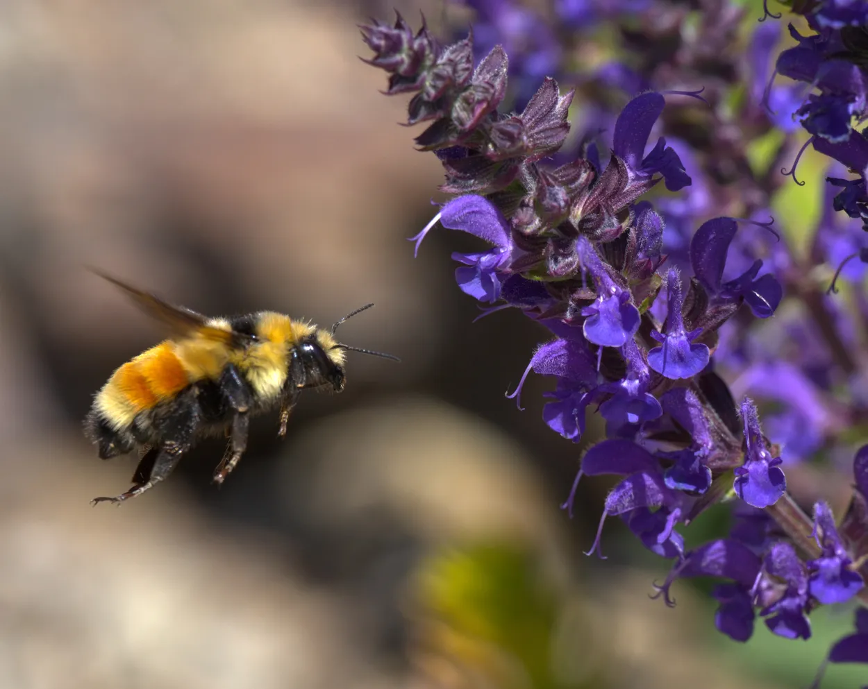 buzzing the flower