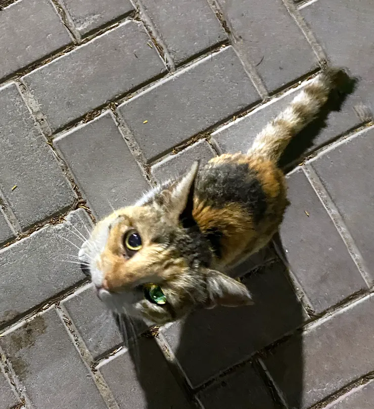 Big Eyes Looking Up