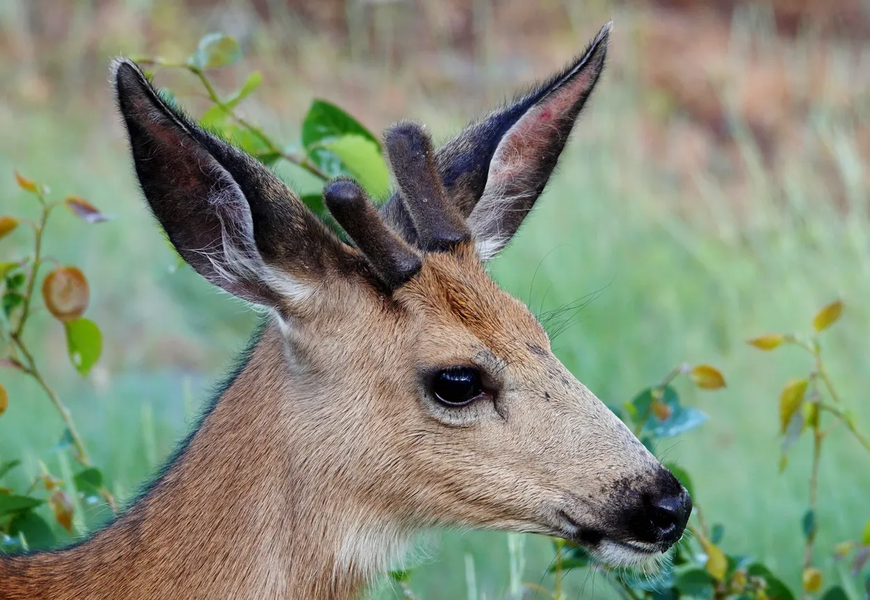 button buck