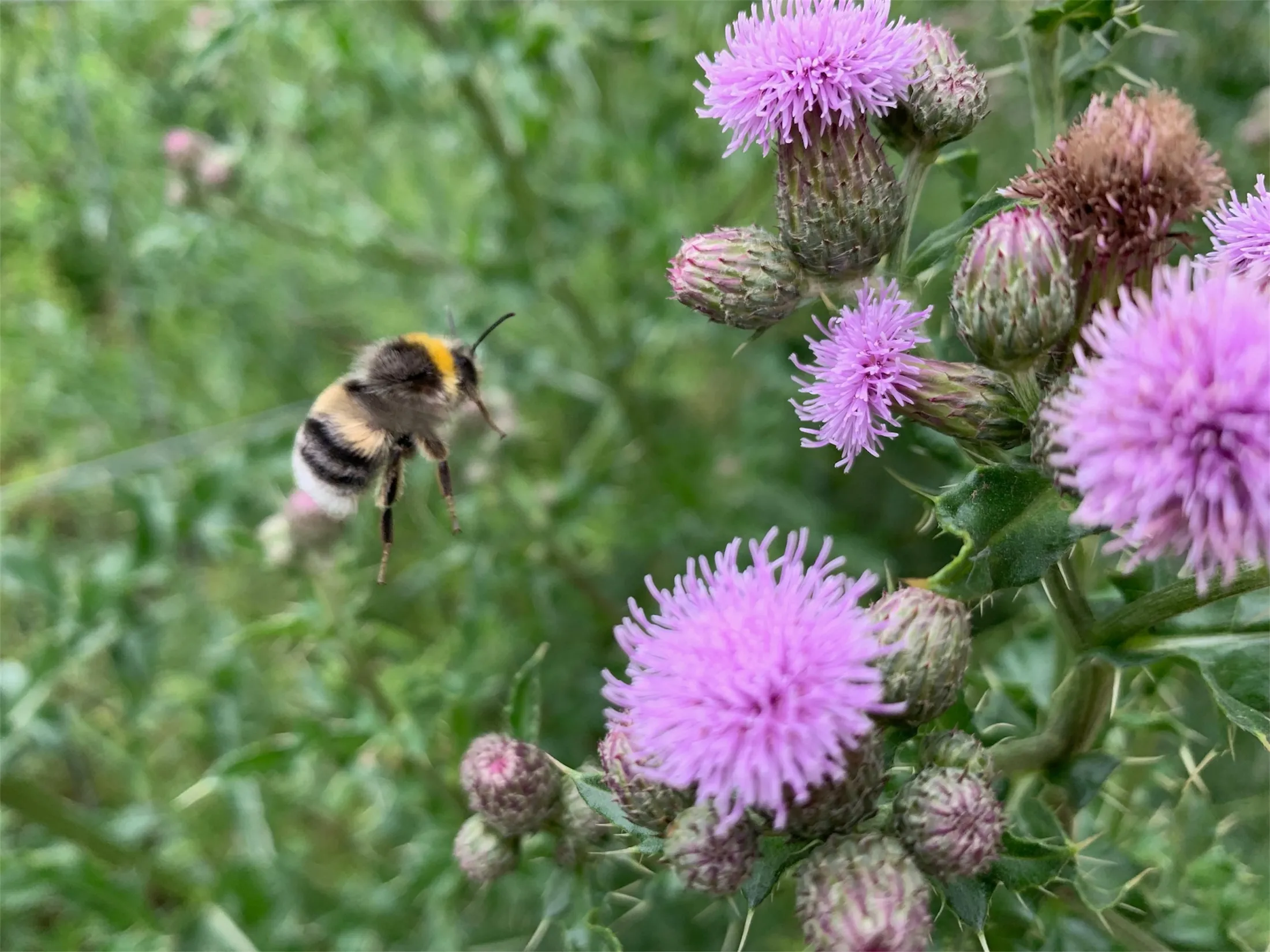 To Be a Bumblebee…