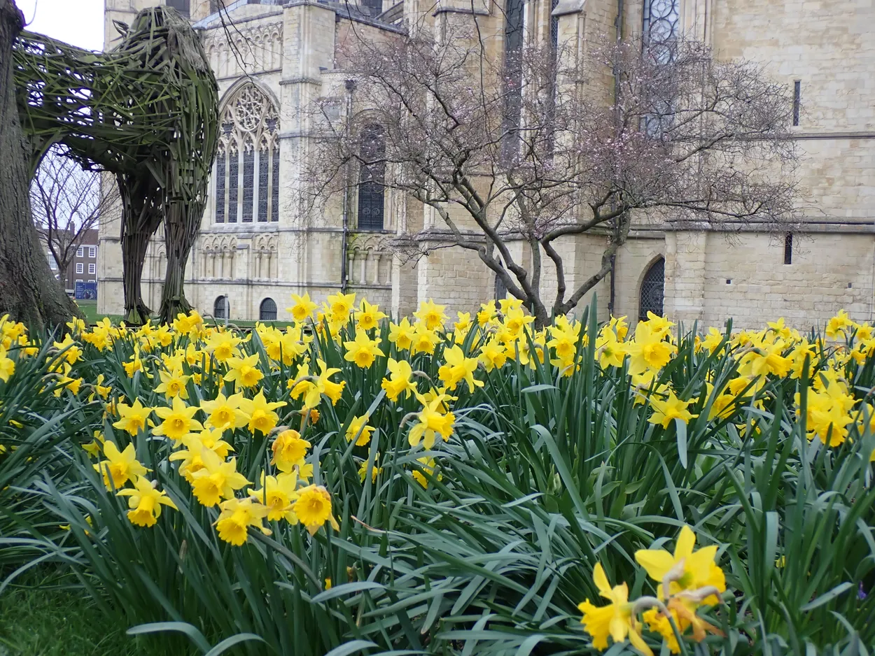 Canterbury Daffodils
