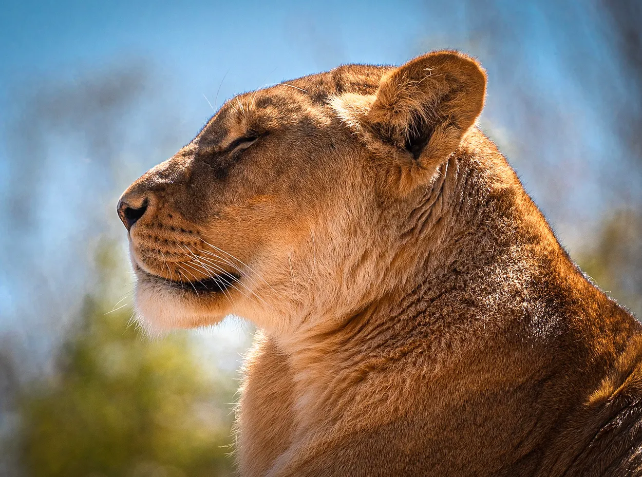 Lioness