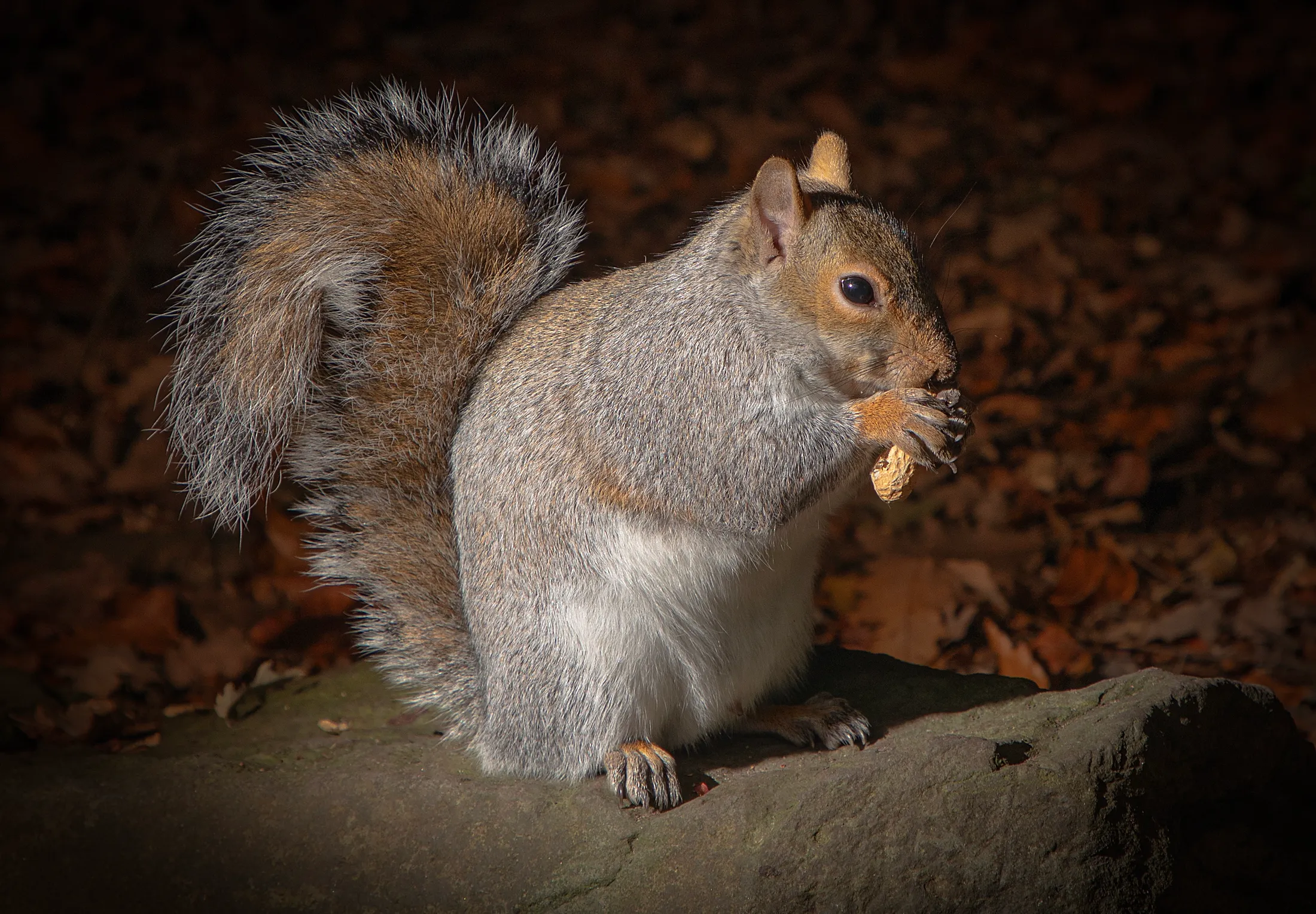 Grey Squirrel