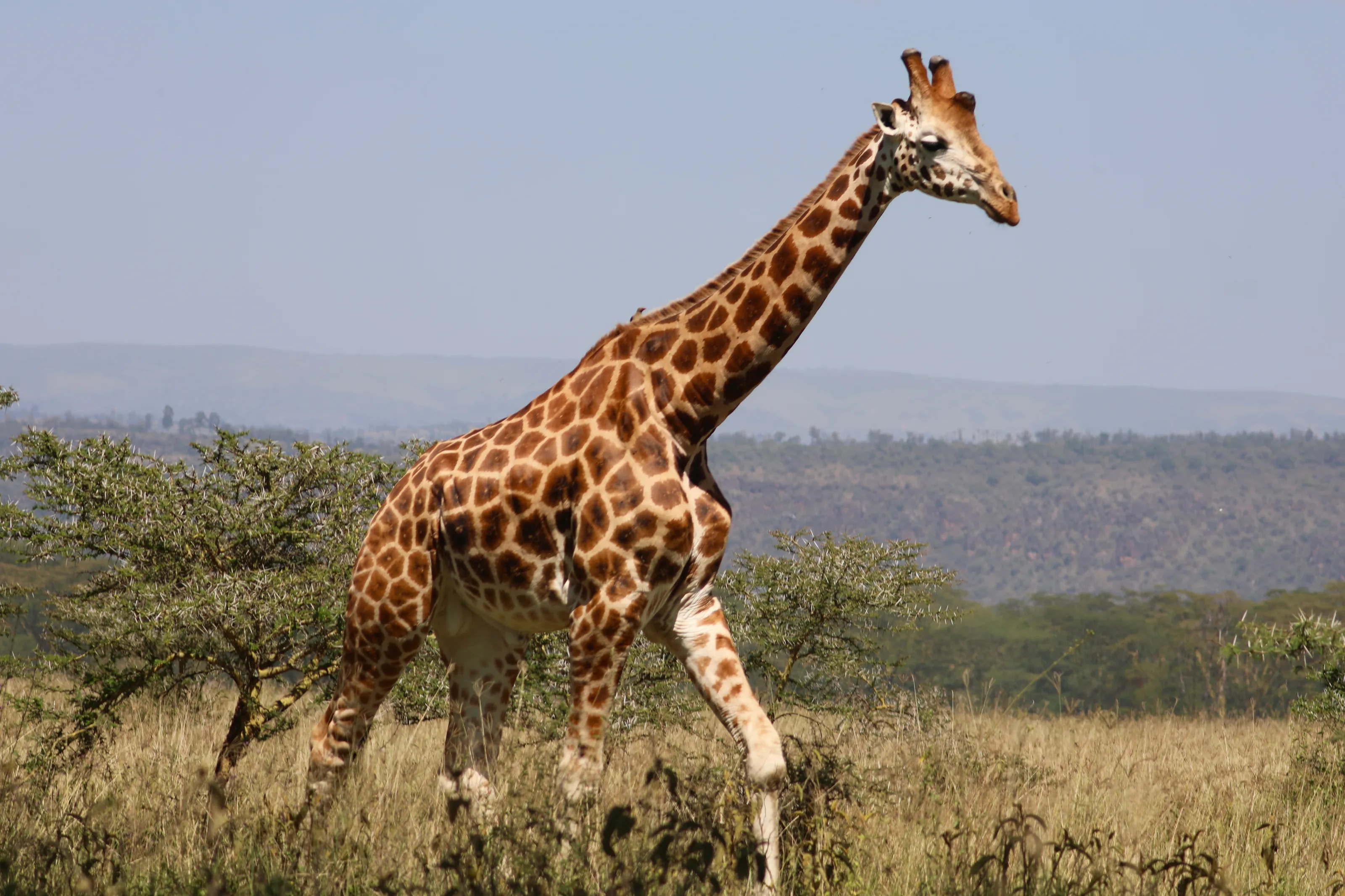Giraffes in the Wild
