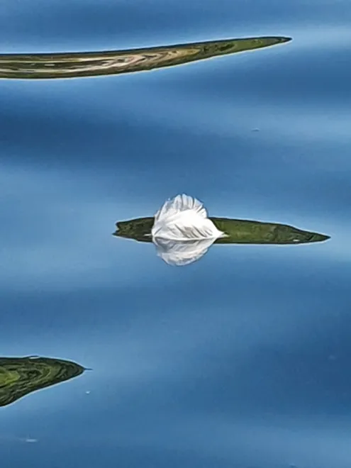 Floating Feather