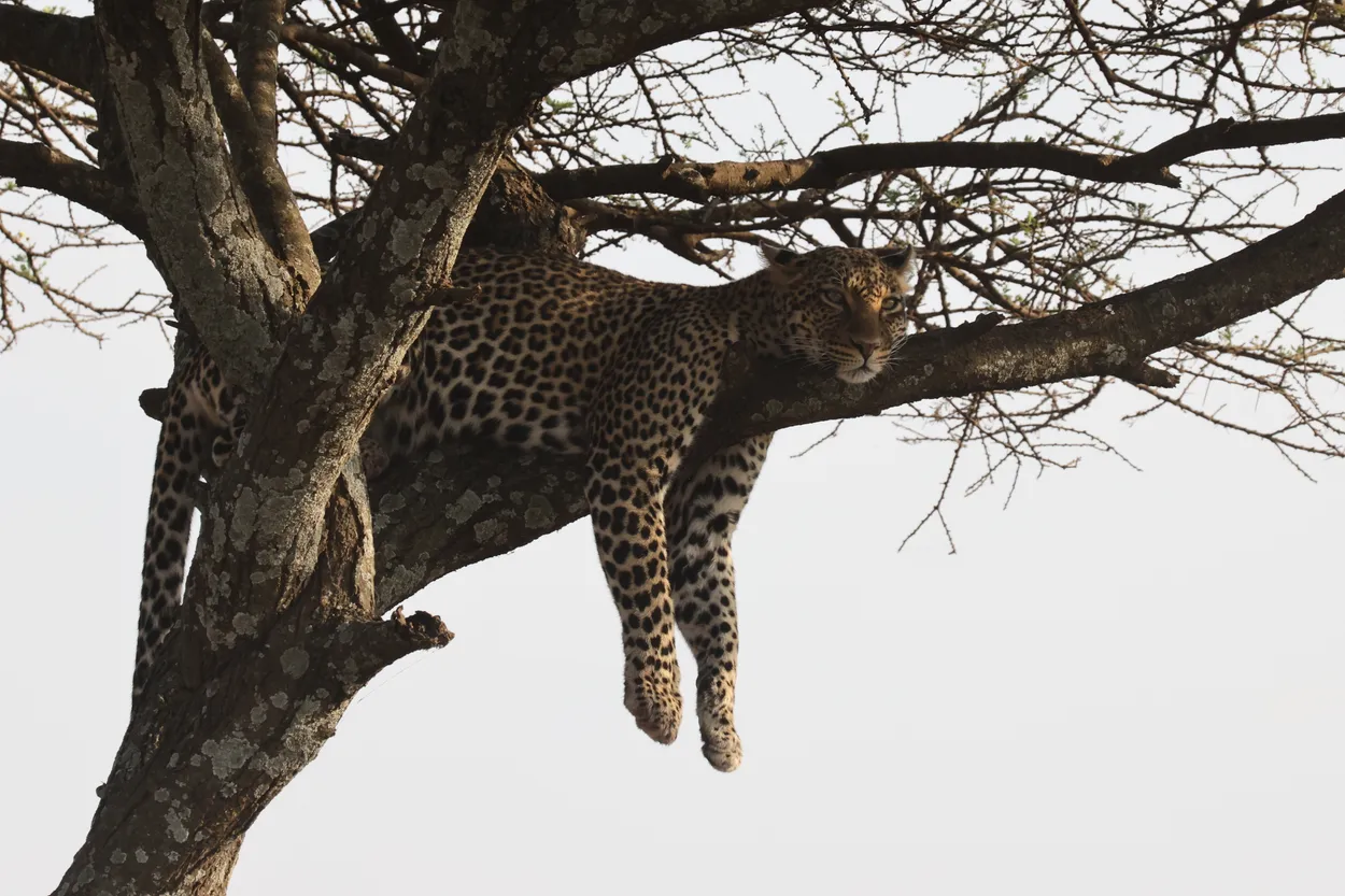 Leopard