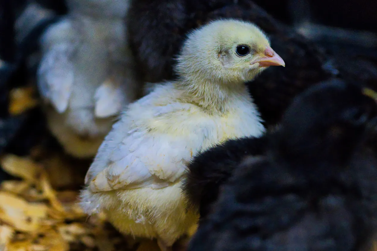 Little Chickie