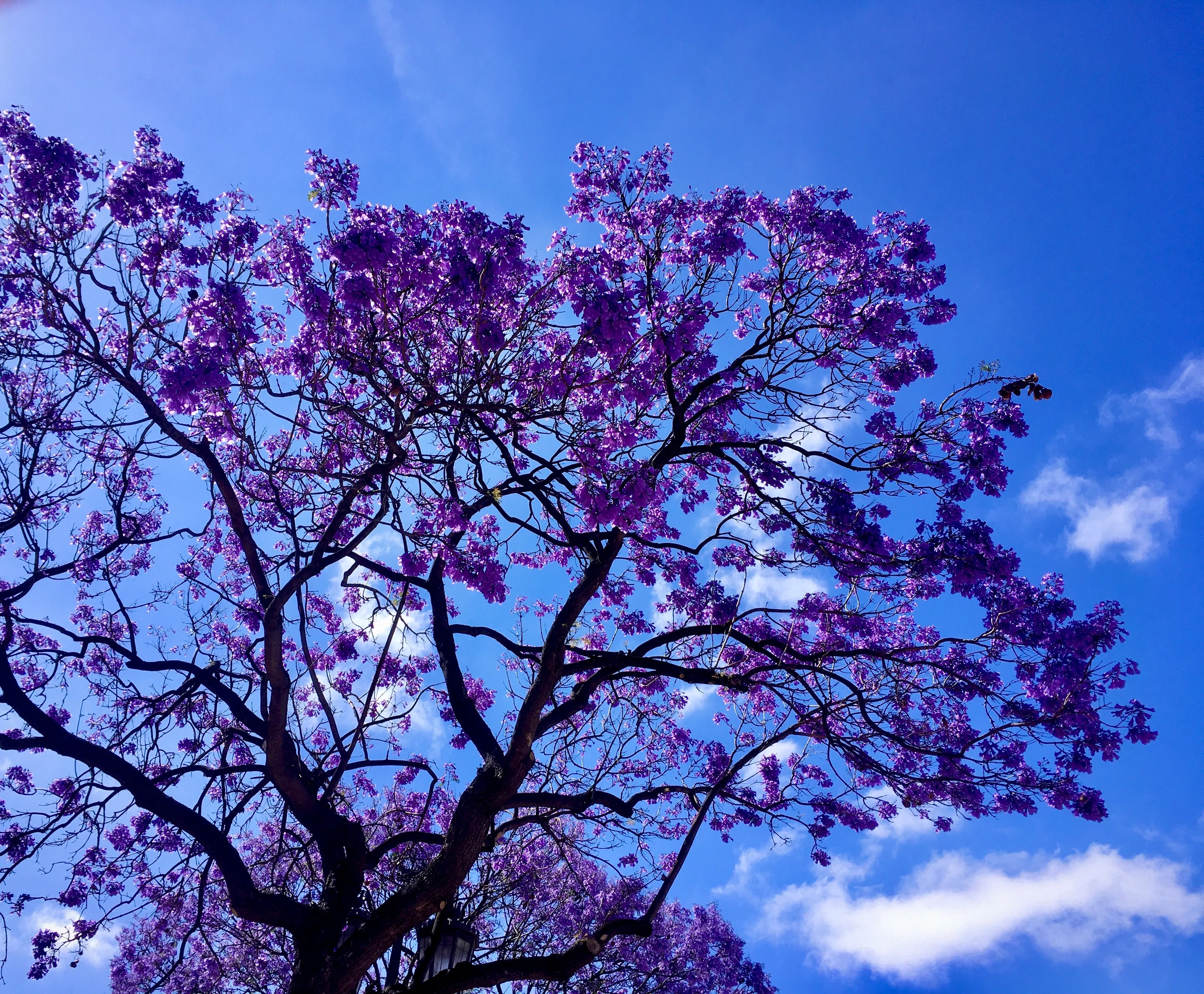 Jacaranda Trees in Bloom