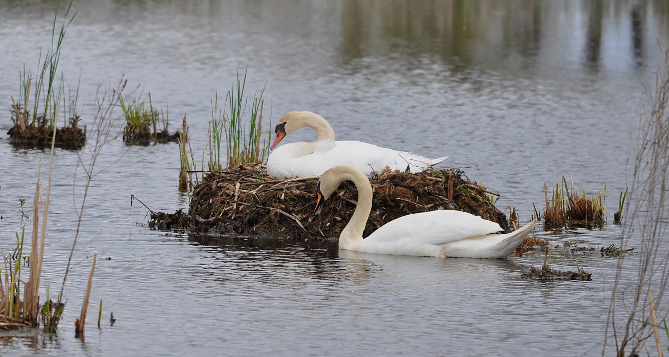 Nesting swans