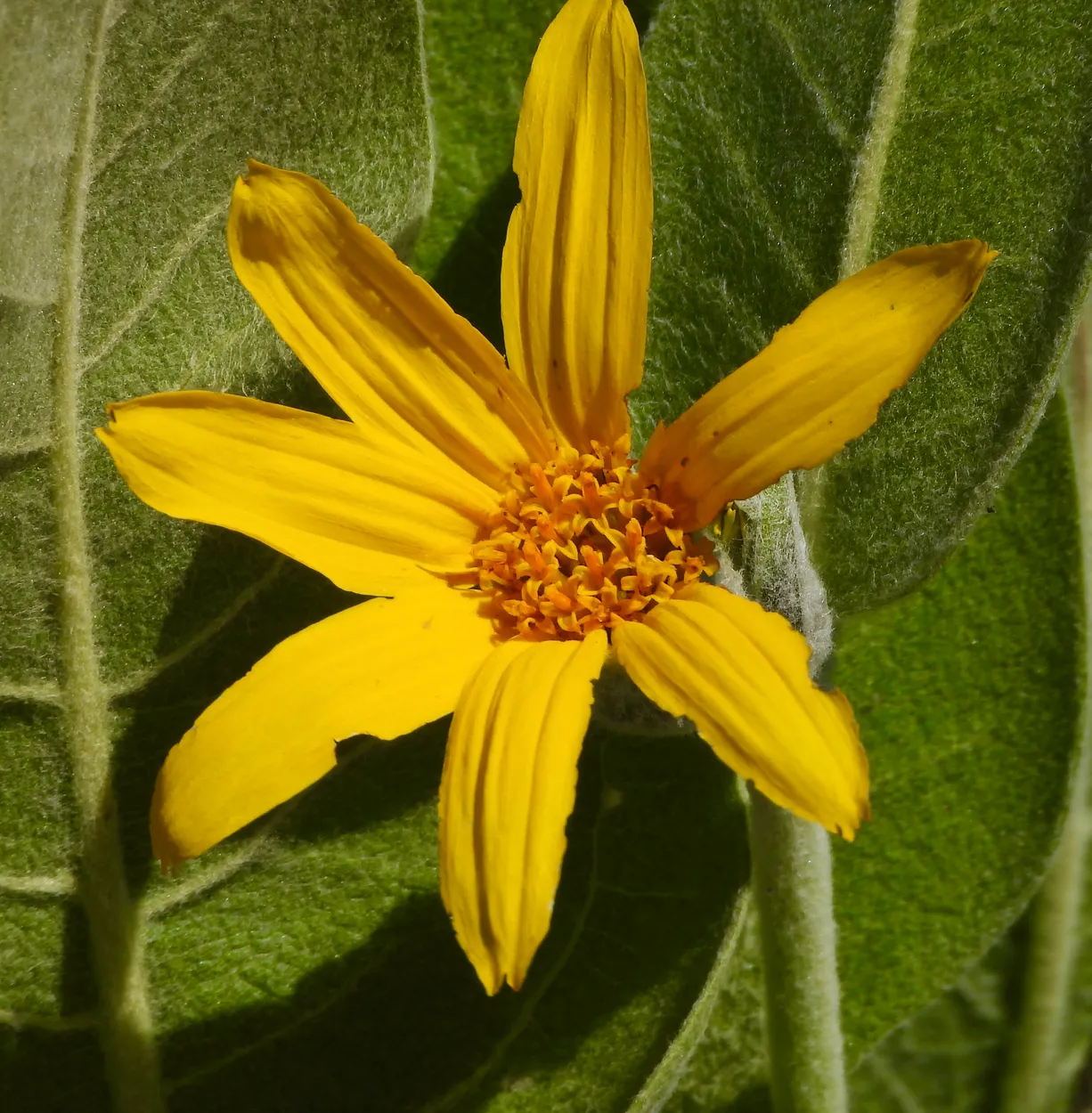 Flower of a Wooly Mule’s Ears