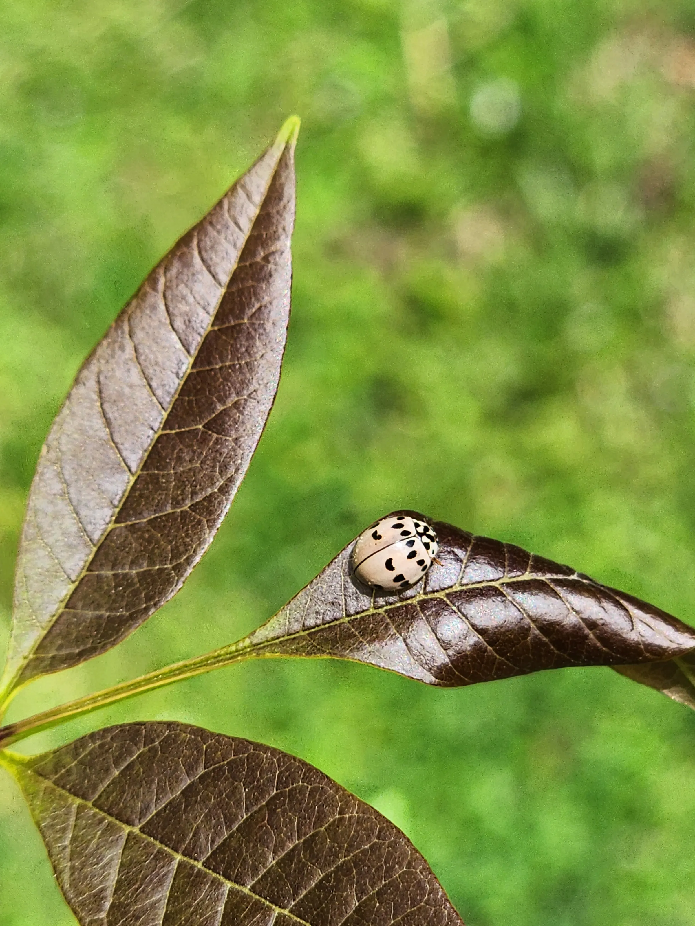 Ash Gray Ladybug