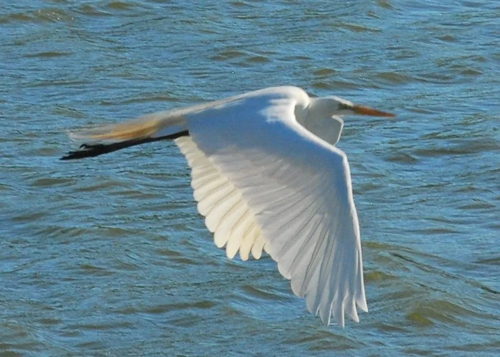 Great Egret
