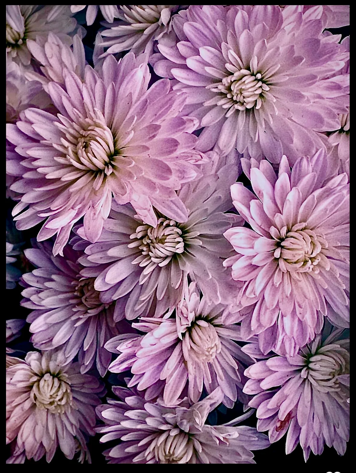 Lovely