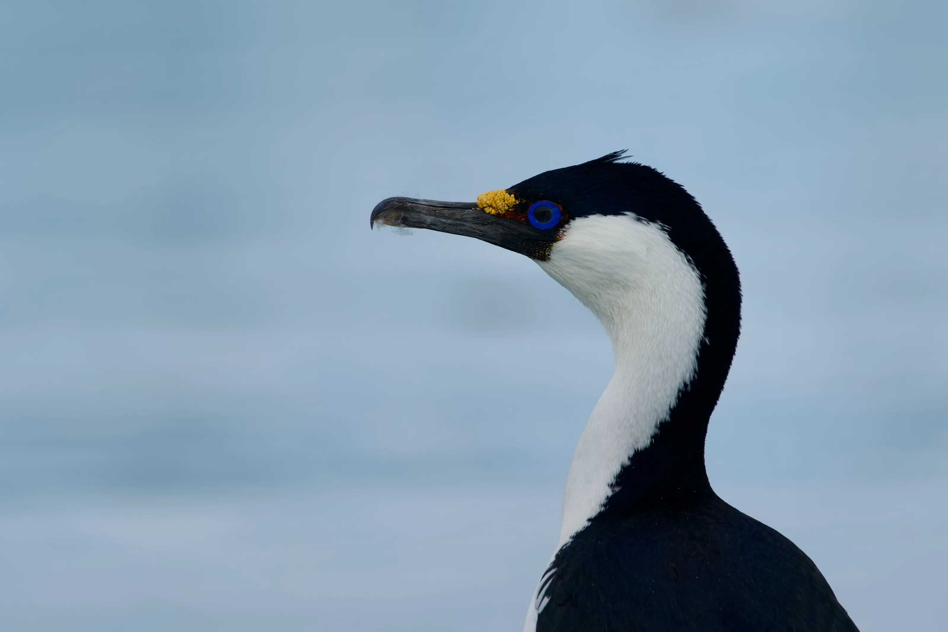 Blue Eyed Shag