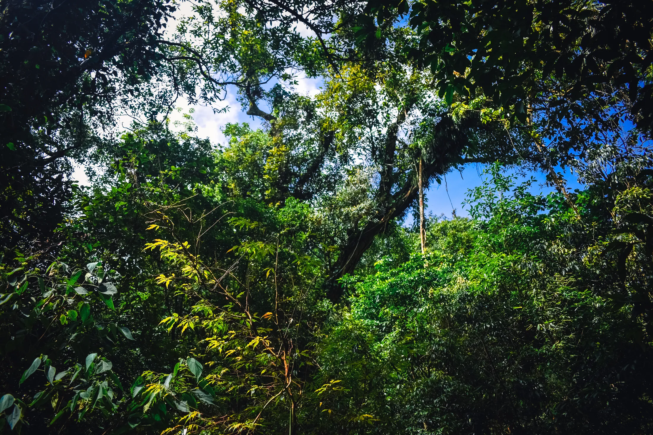 Where Sunlight Weaves Through the Untamed Canopy