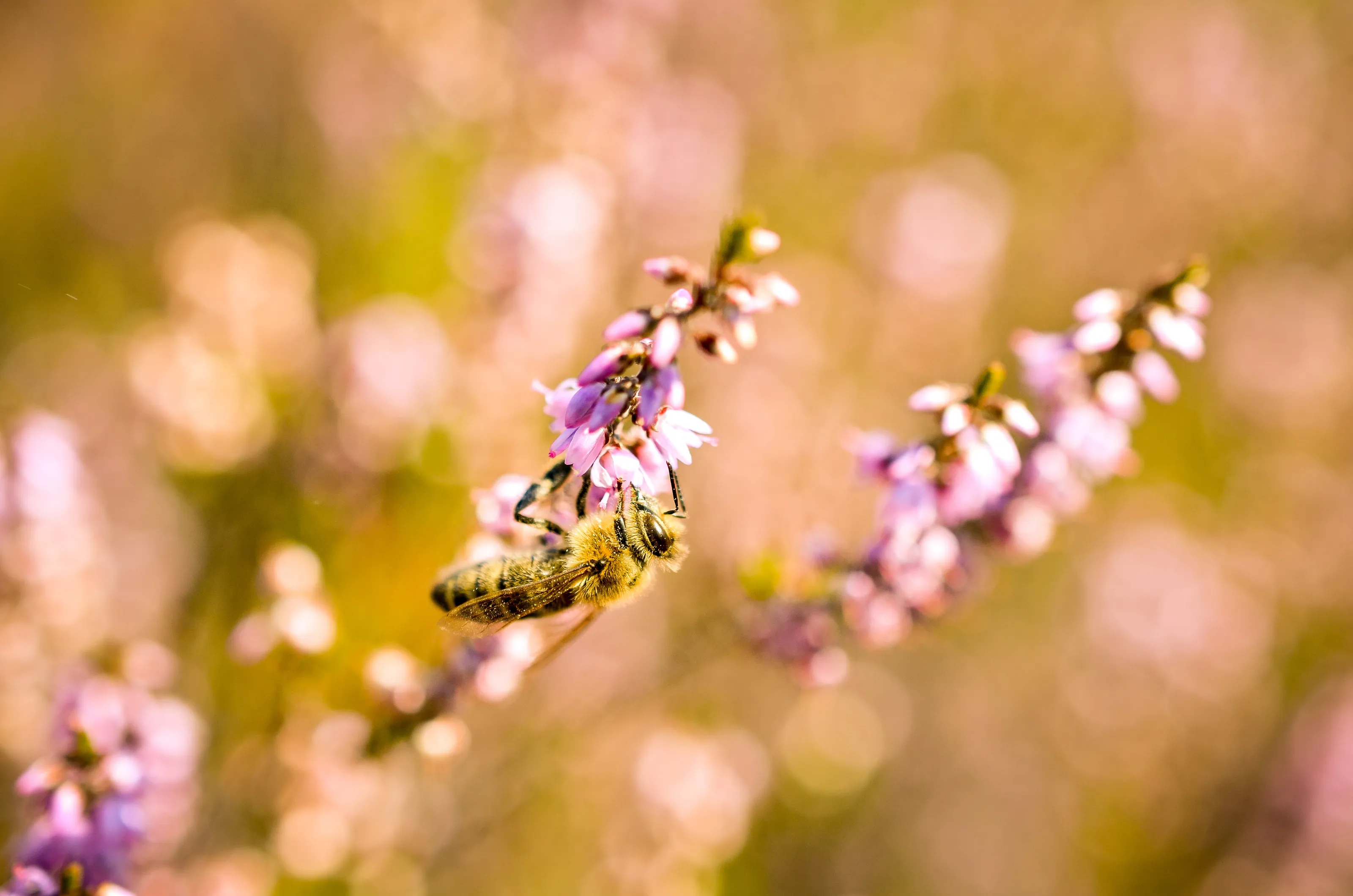 Bees in Nature