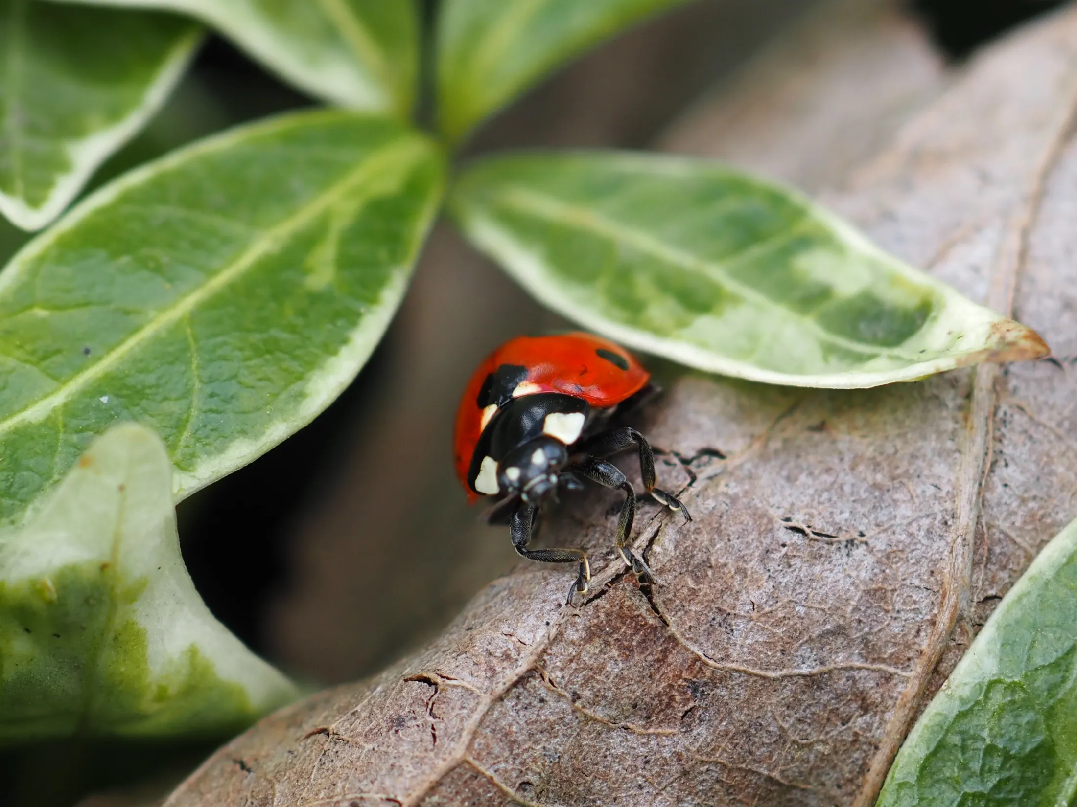 Ladybird