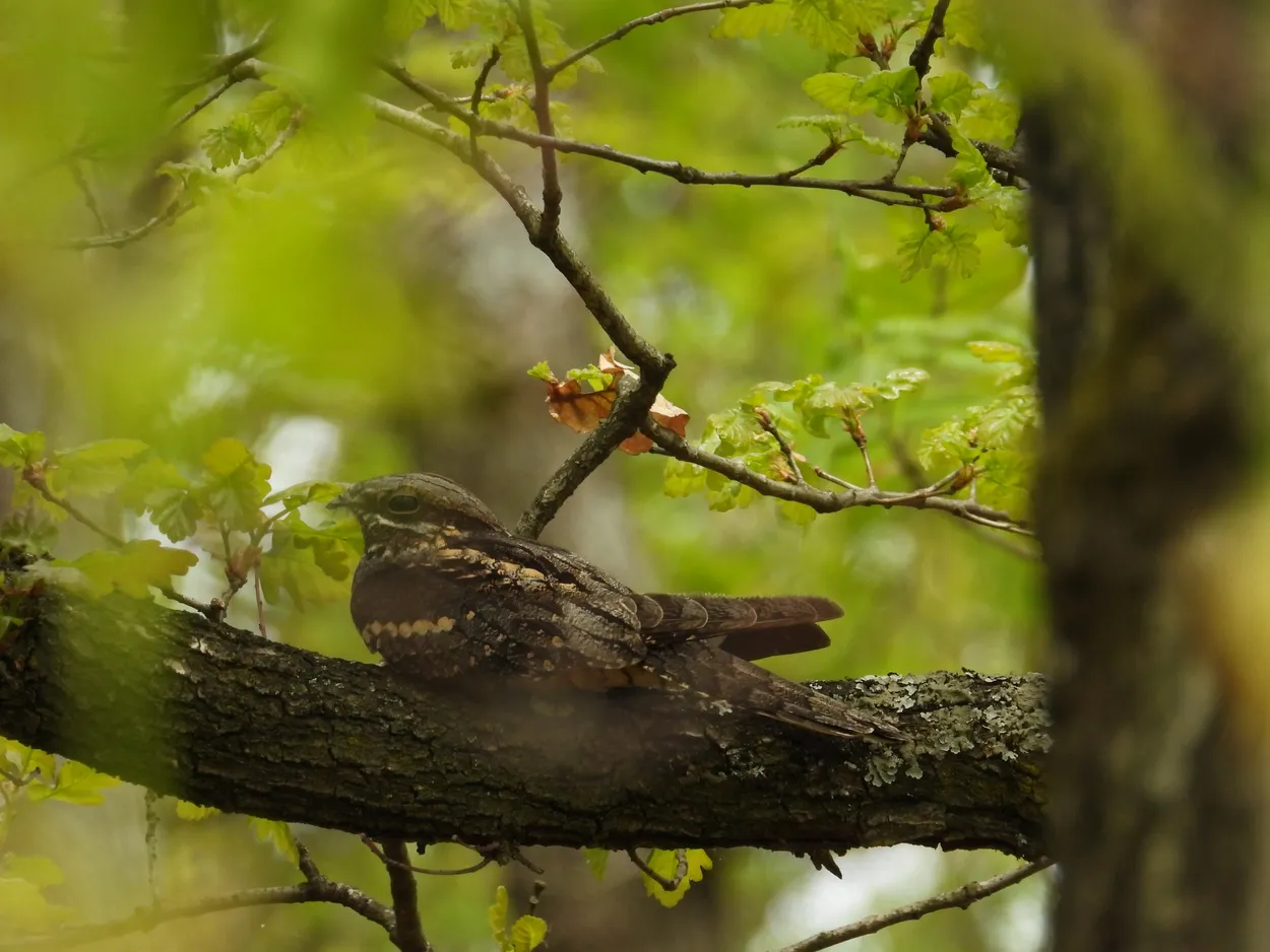 The Living Branch