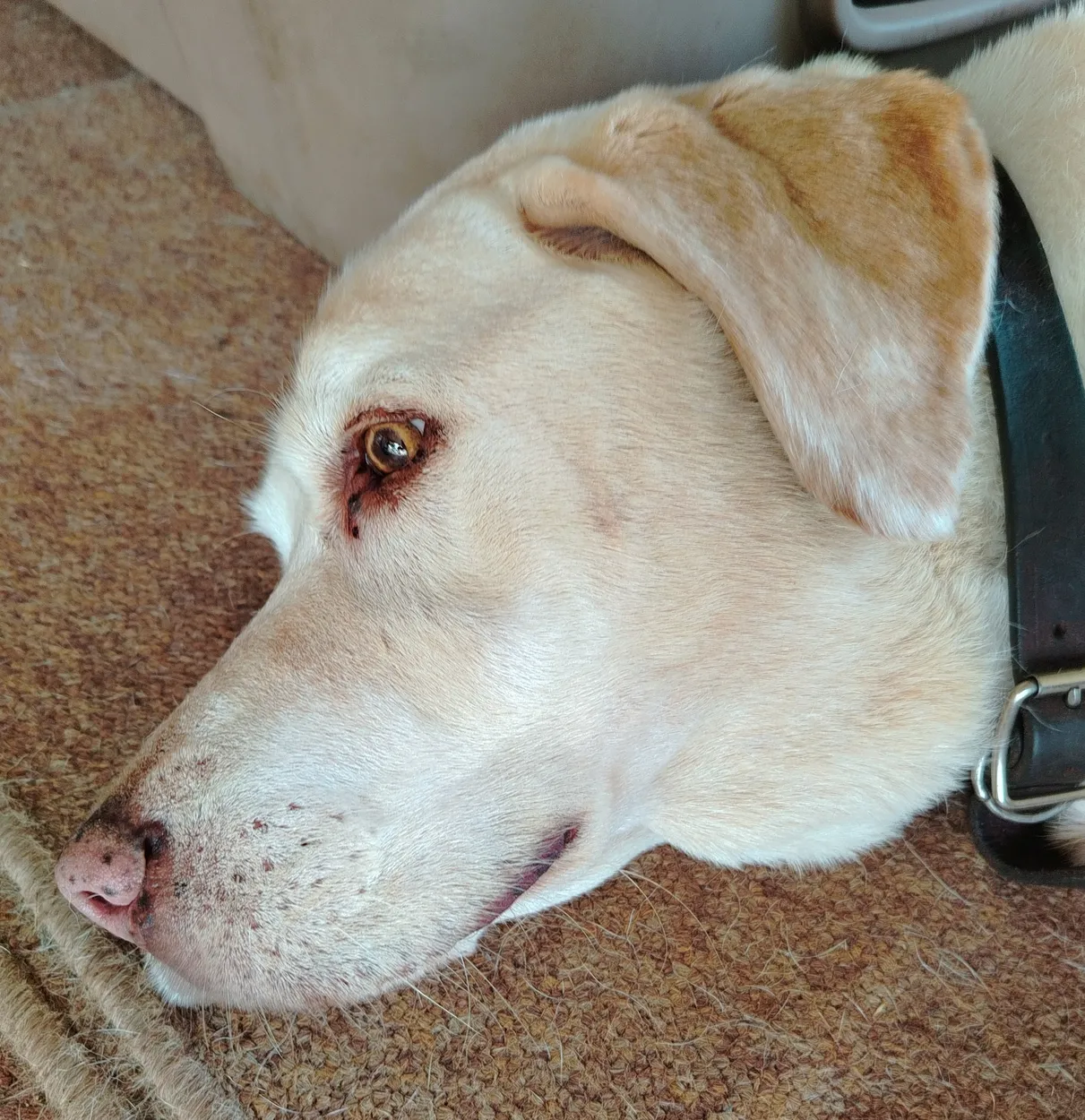 Labrador's face from the side