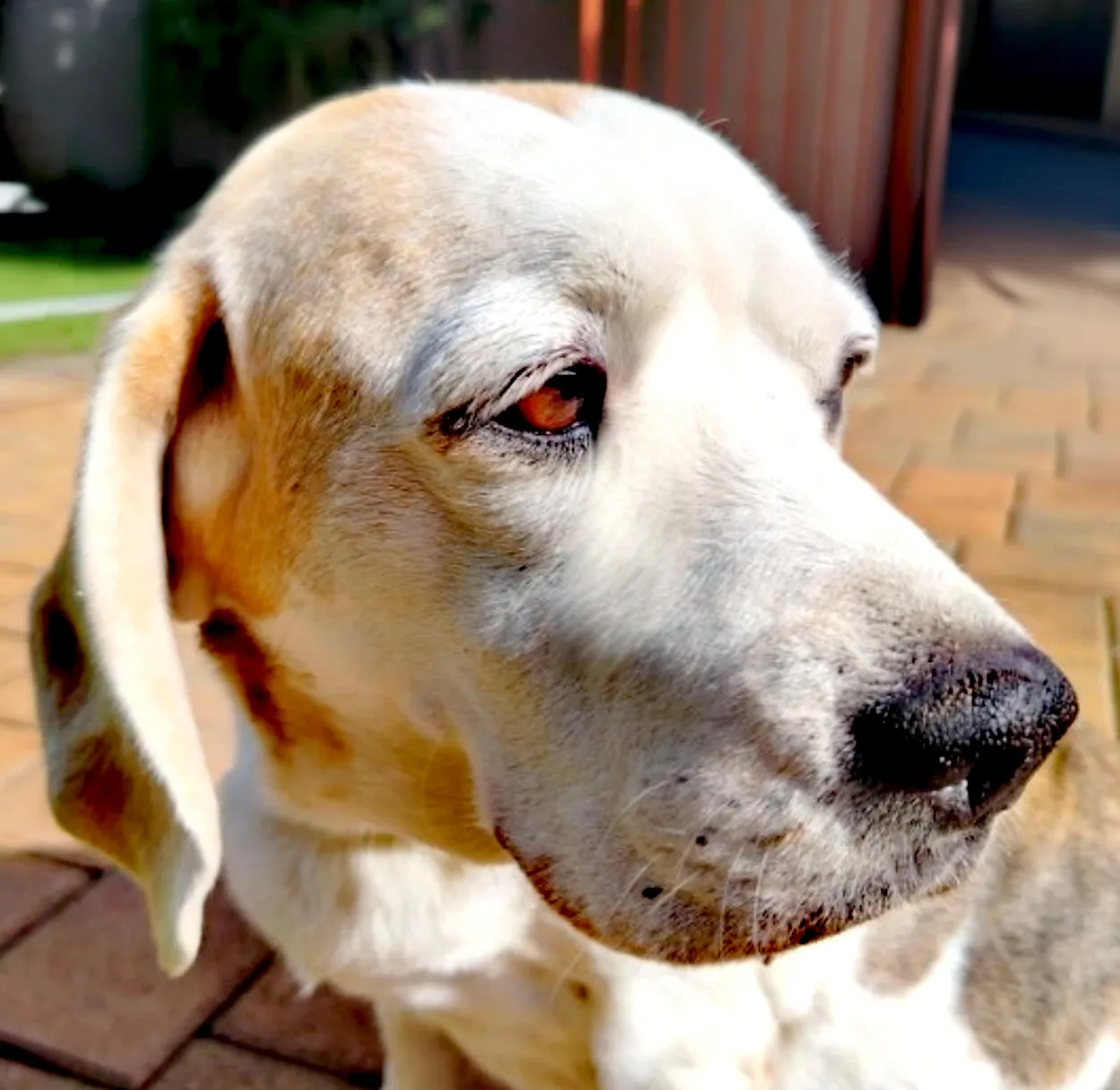 Beagle's face from the side