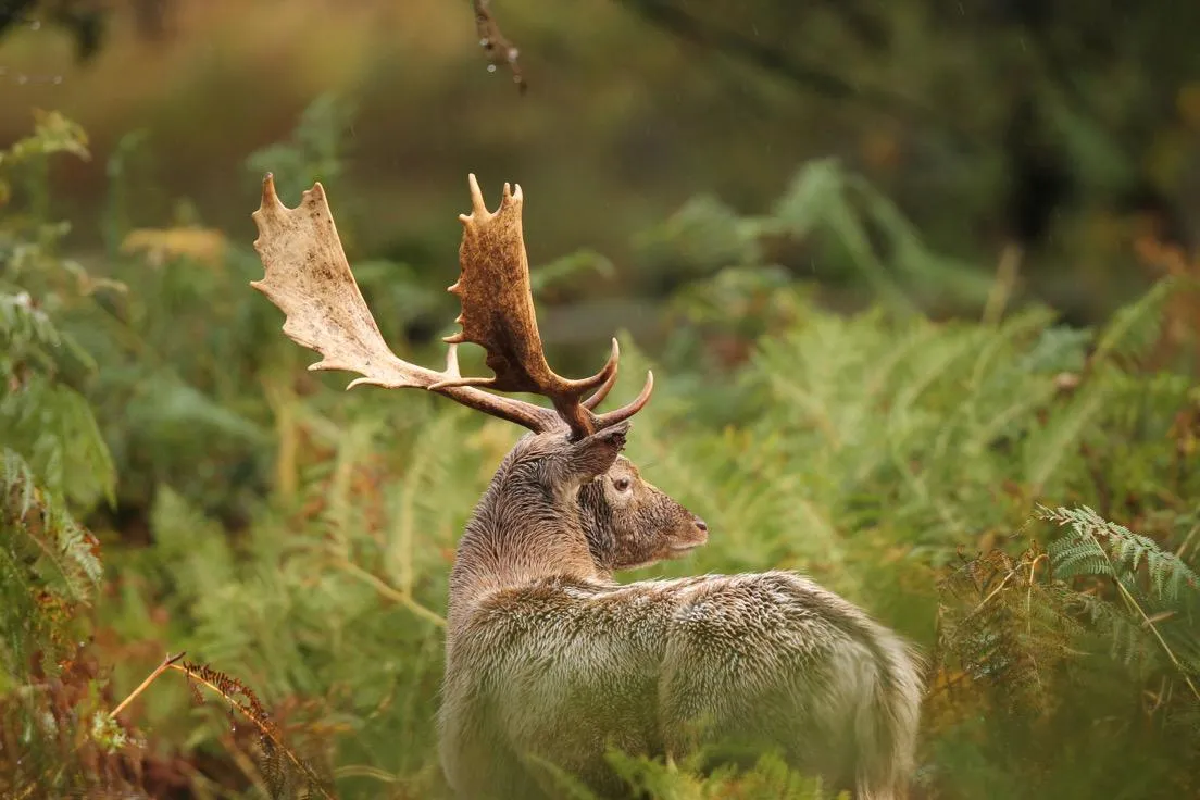 Rutting season