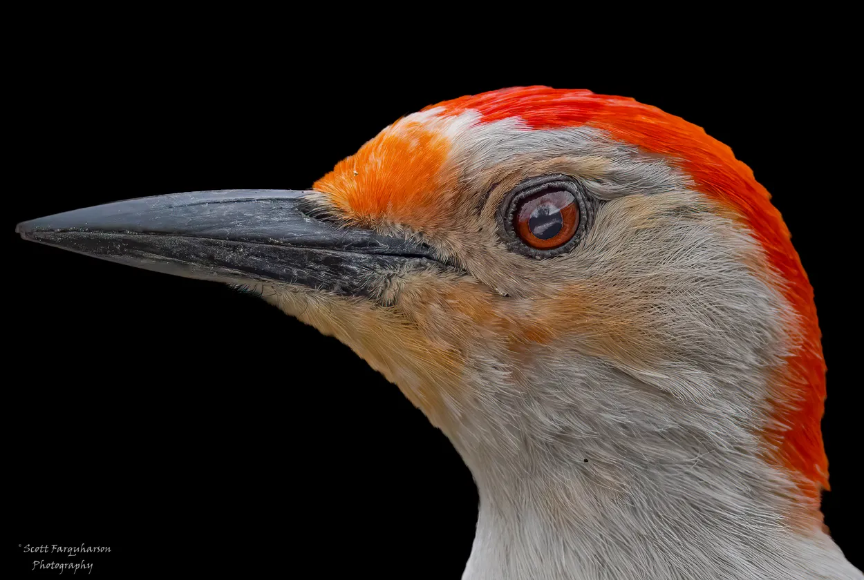 Red-bellied Woodpecker!