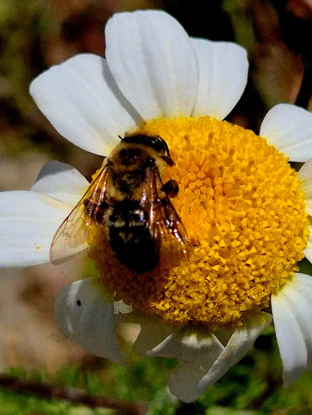 Bee on a Daisy