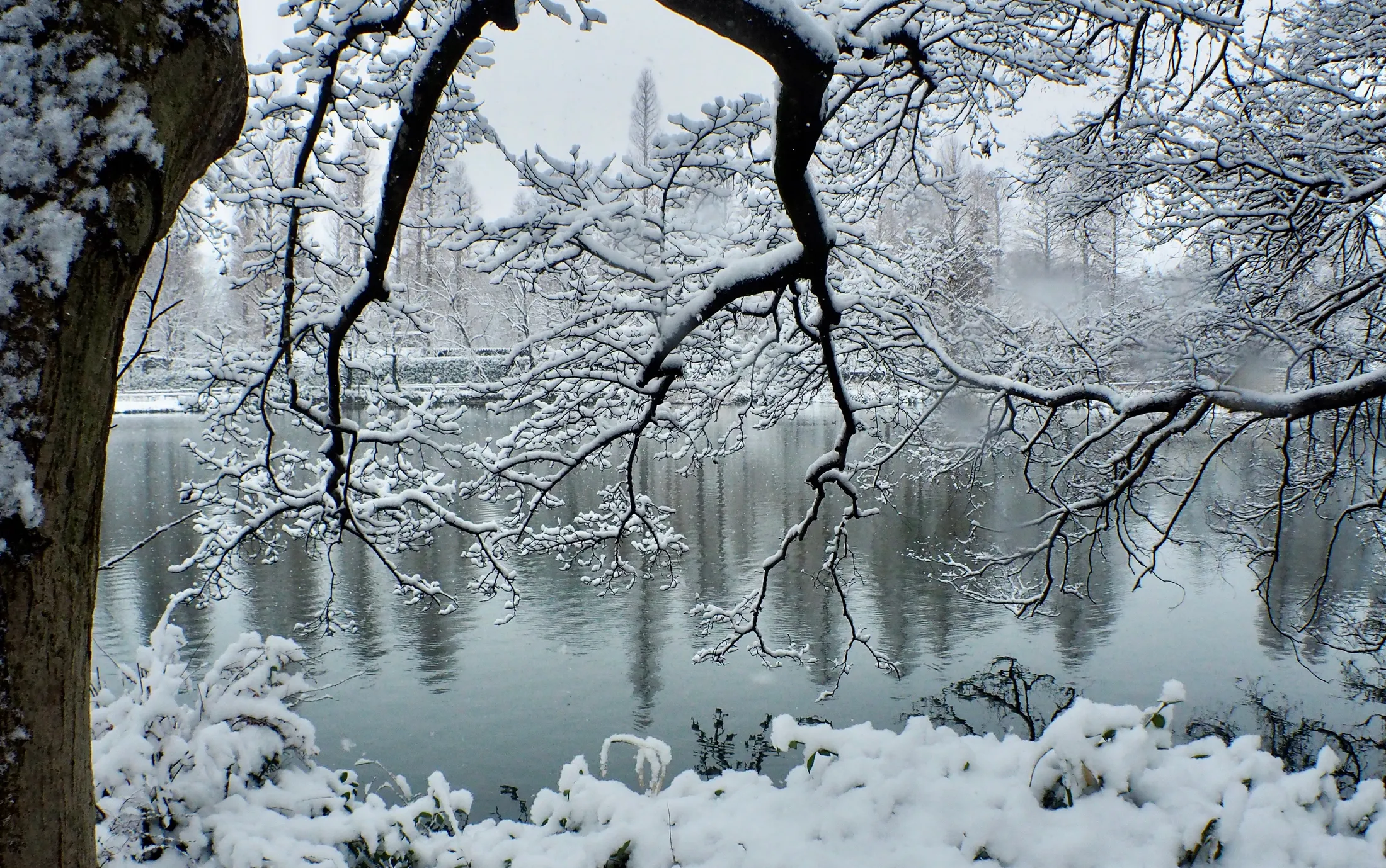 "Branches covered in the first snow"