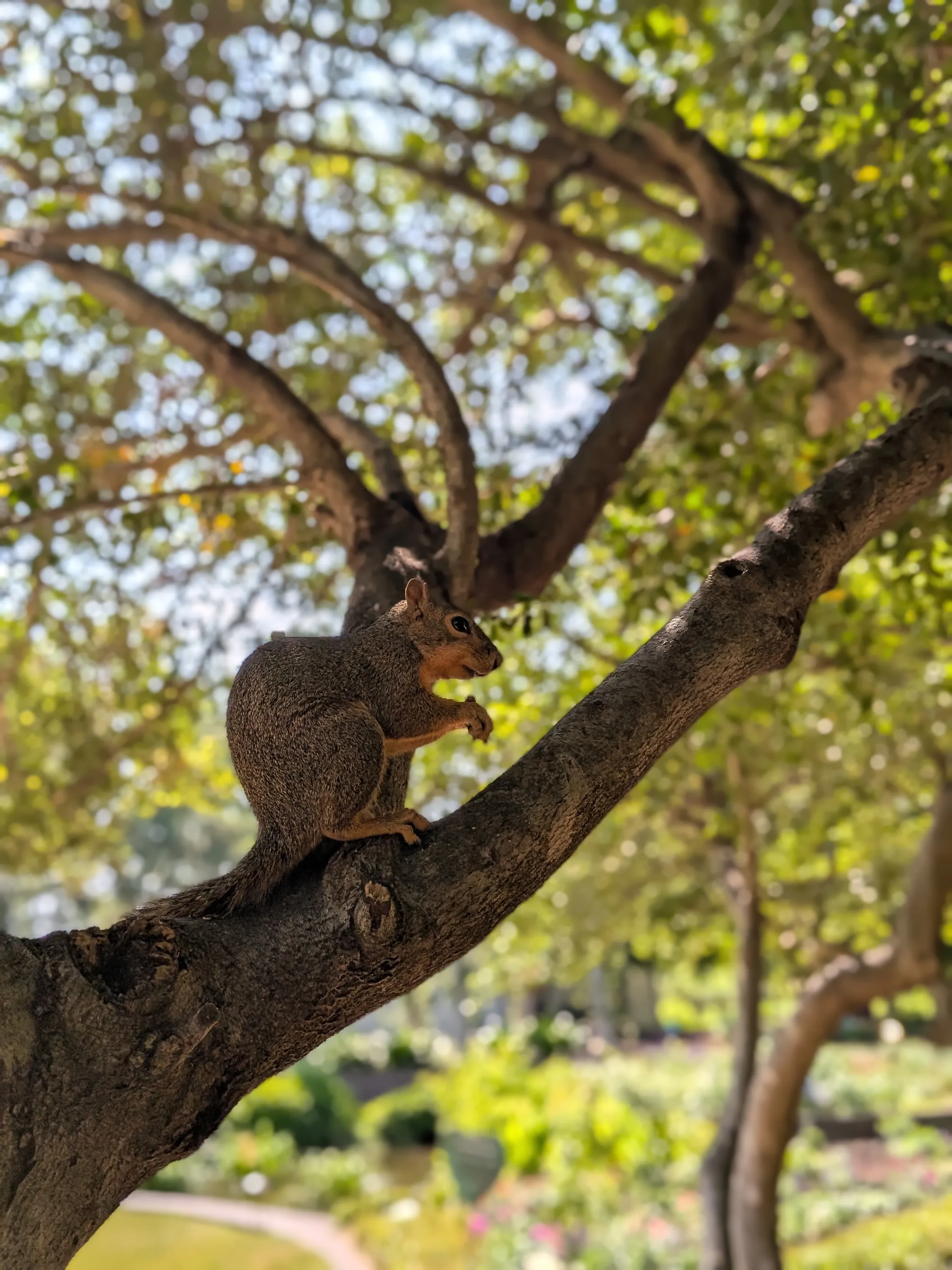 A Calm Nut