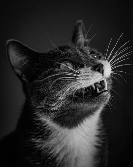 Angry Cat