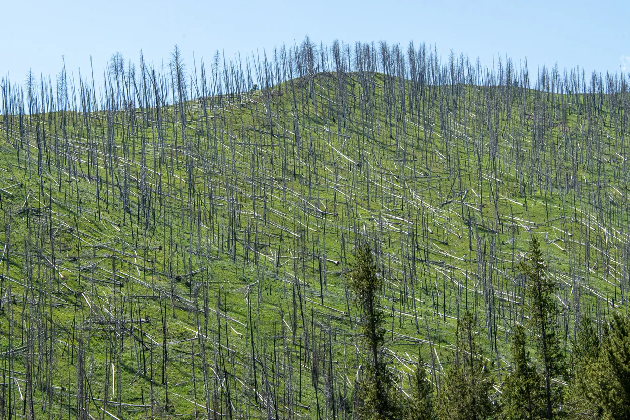 Destruction Of A Forest