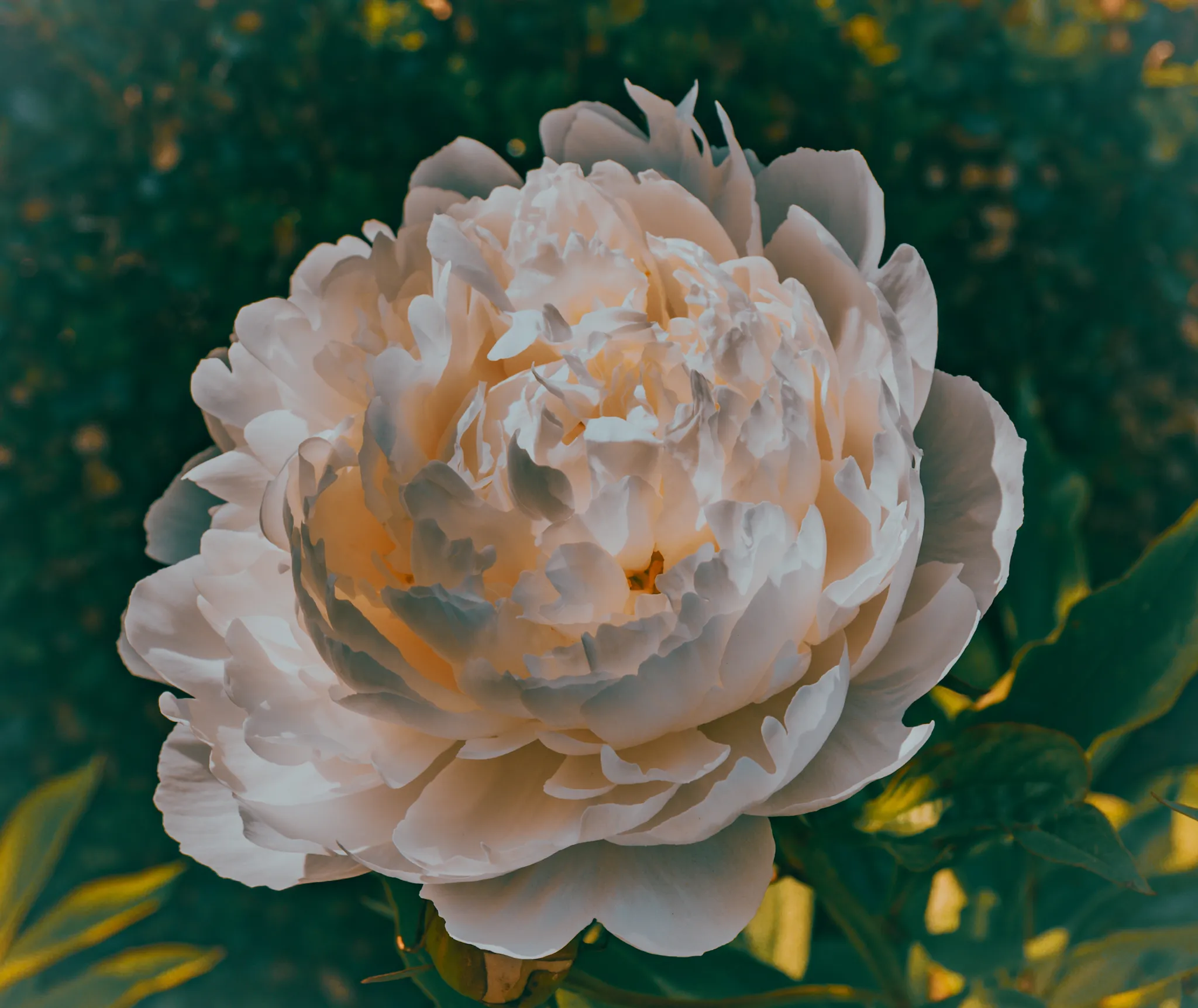 White Peony in Evening Light