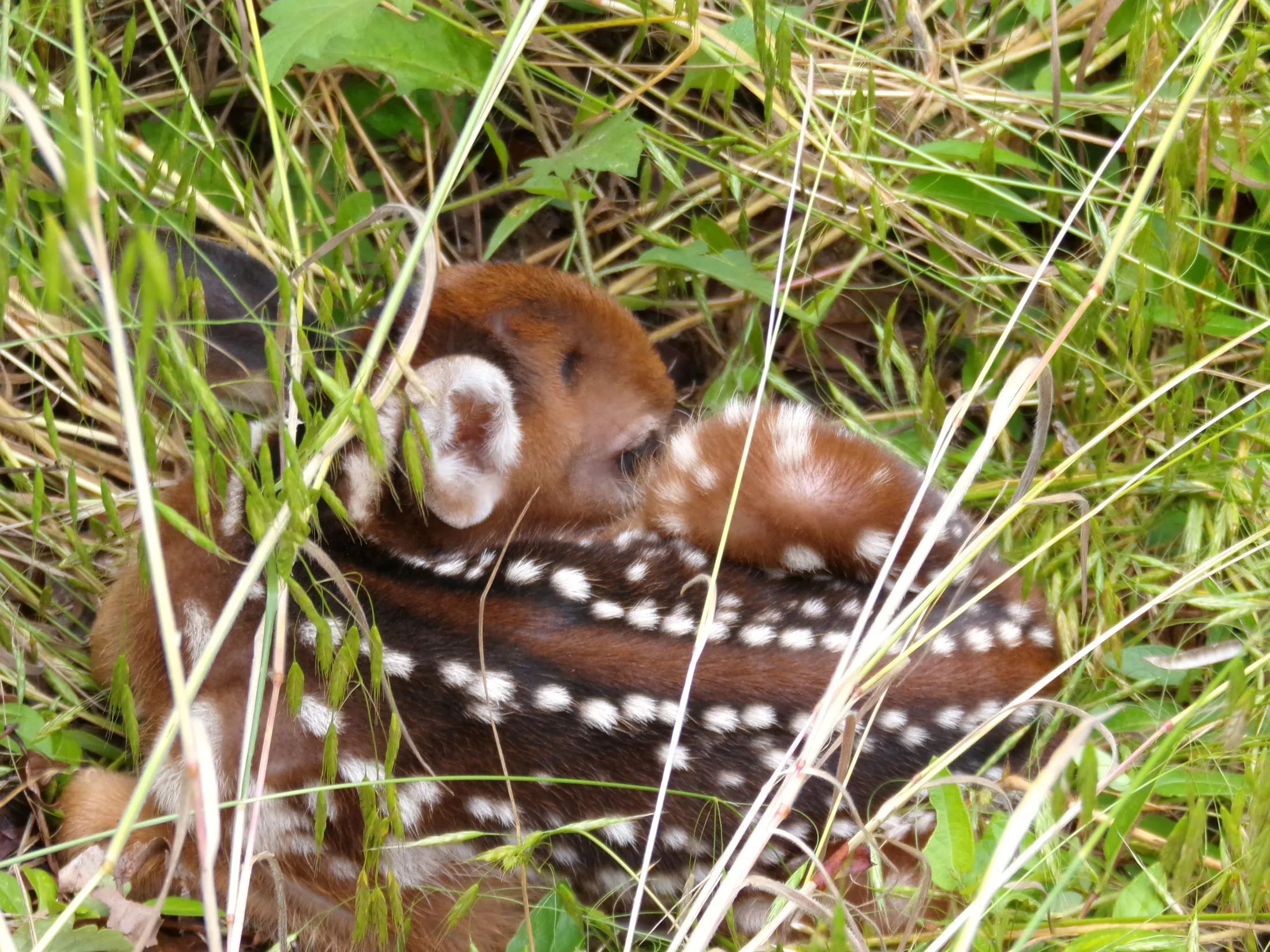 White-Tailed Deer Fawn