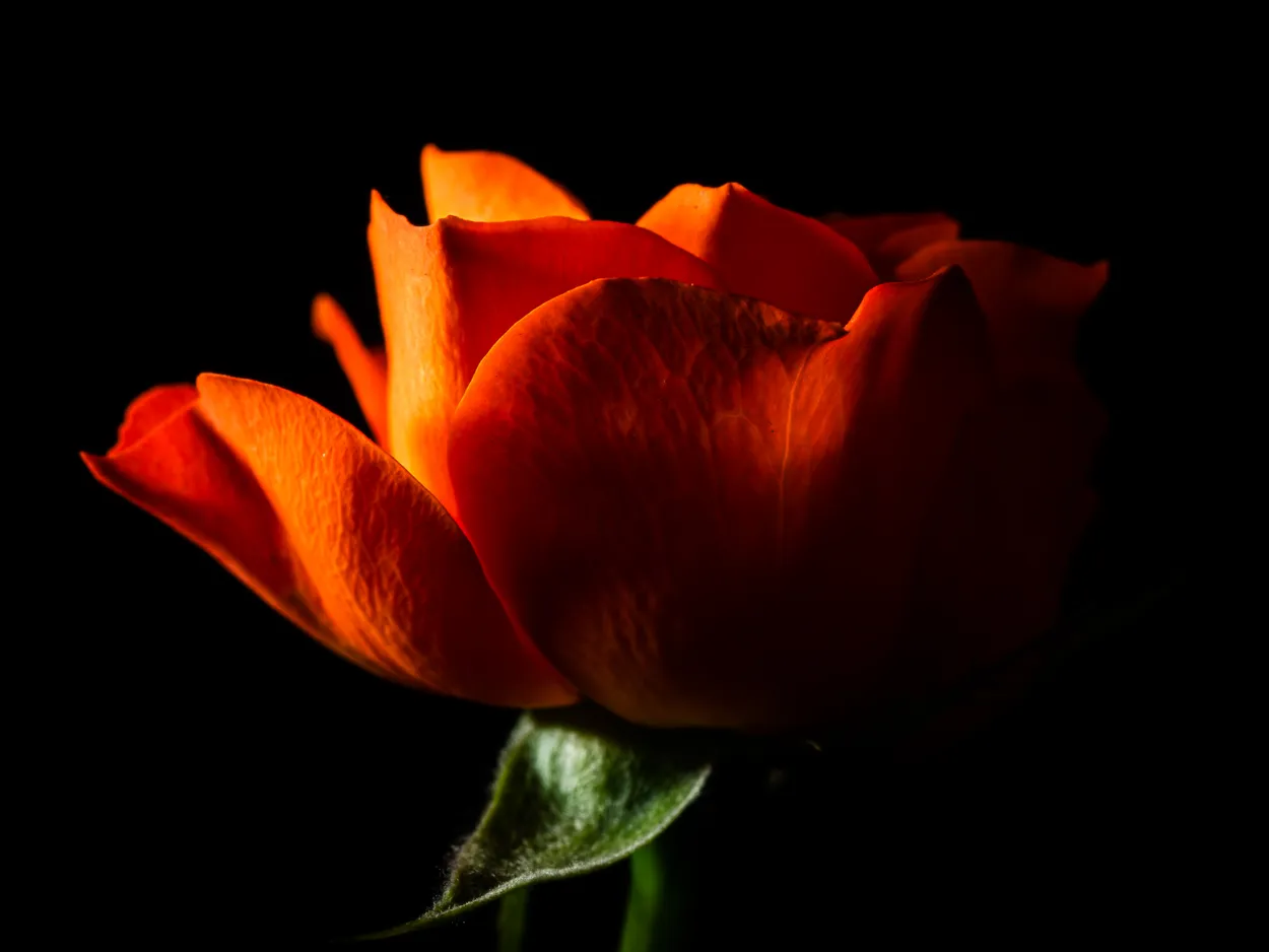 Orange Rose
