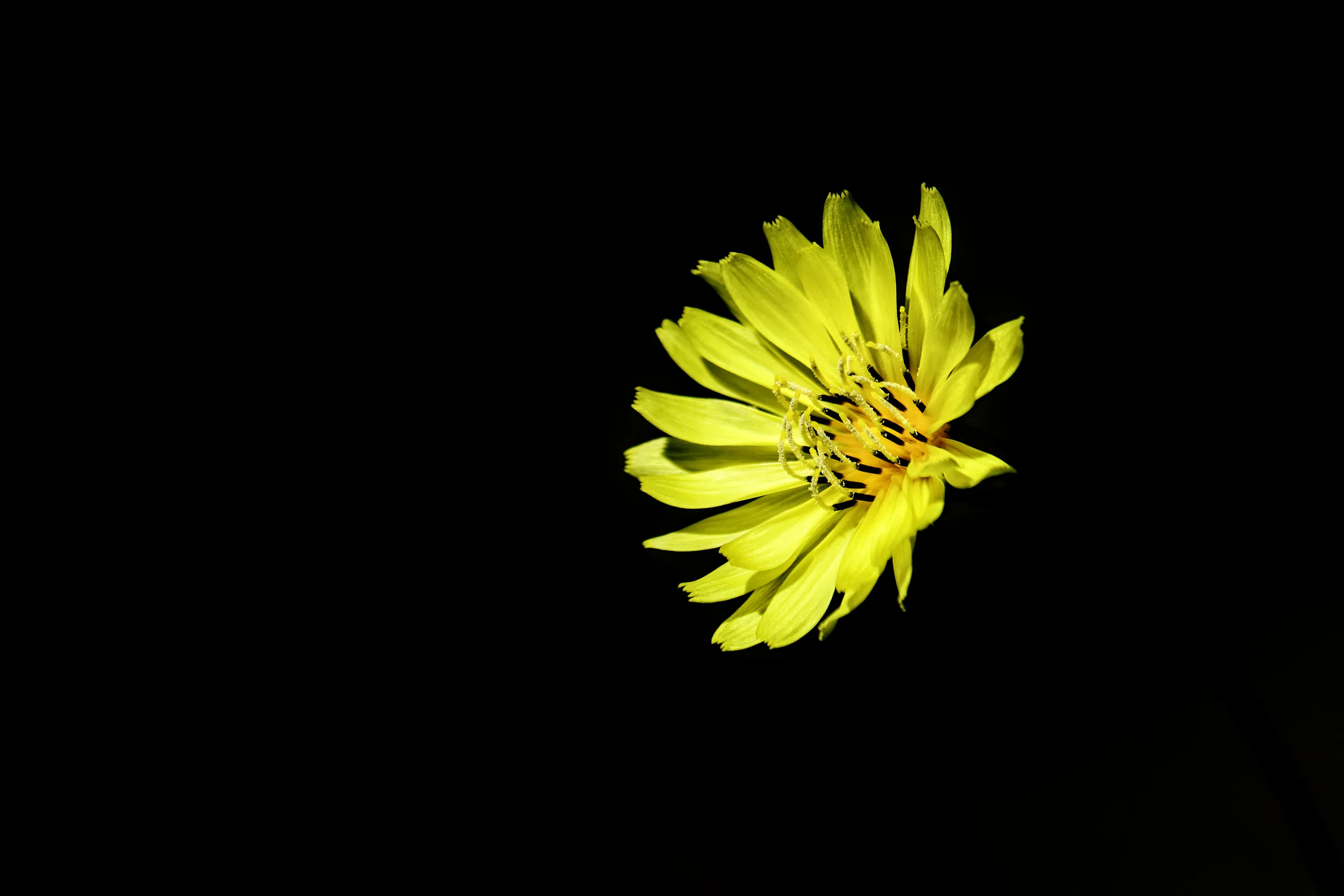 Carolina desert chicory
