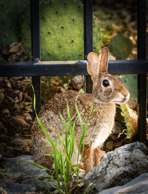Morning Cottontail
