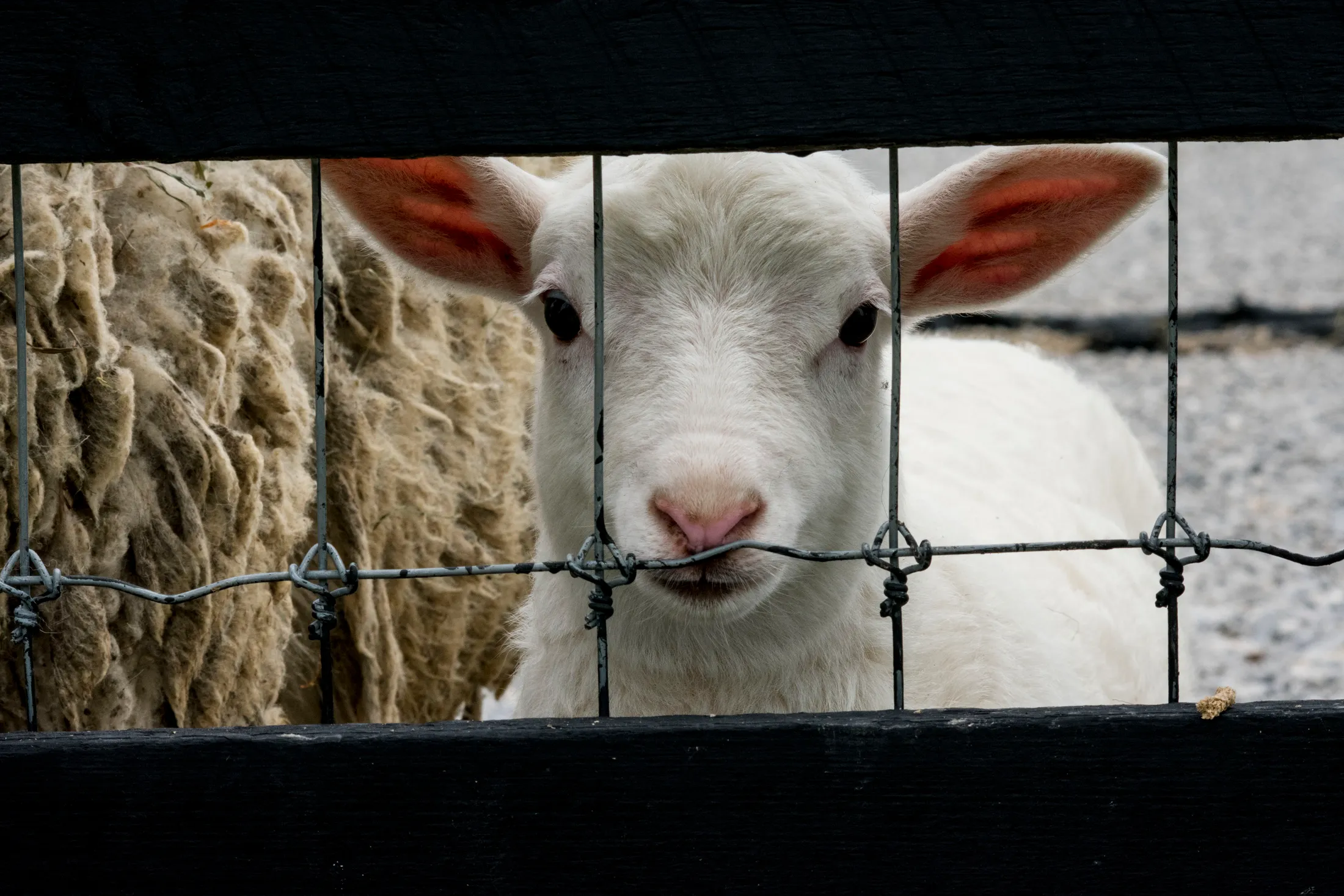 Mary had a little Lamb