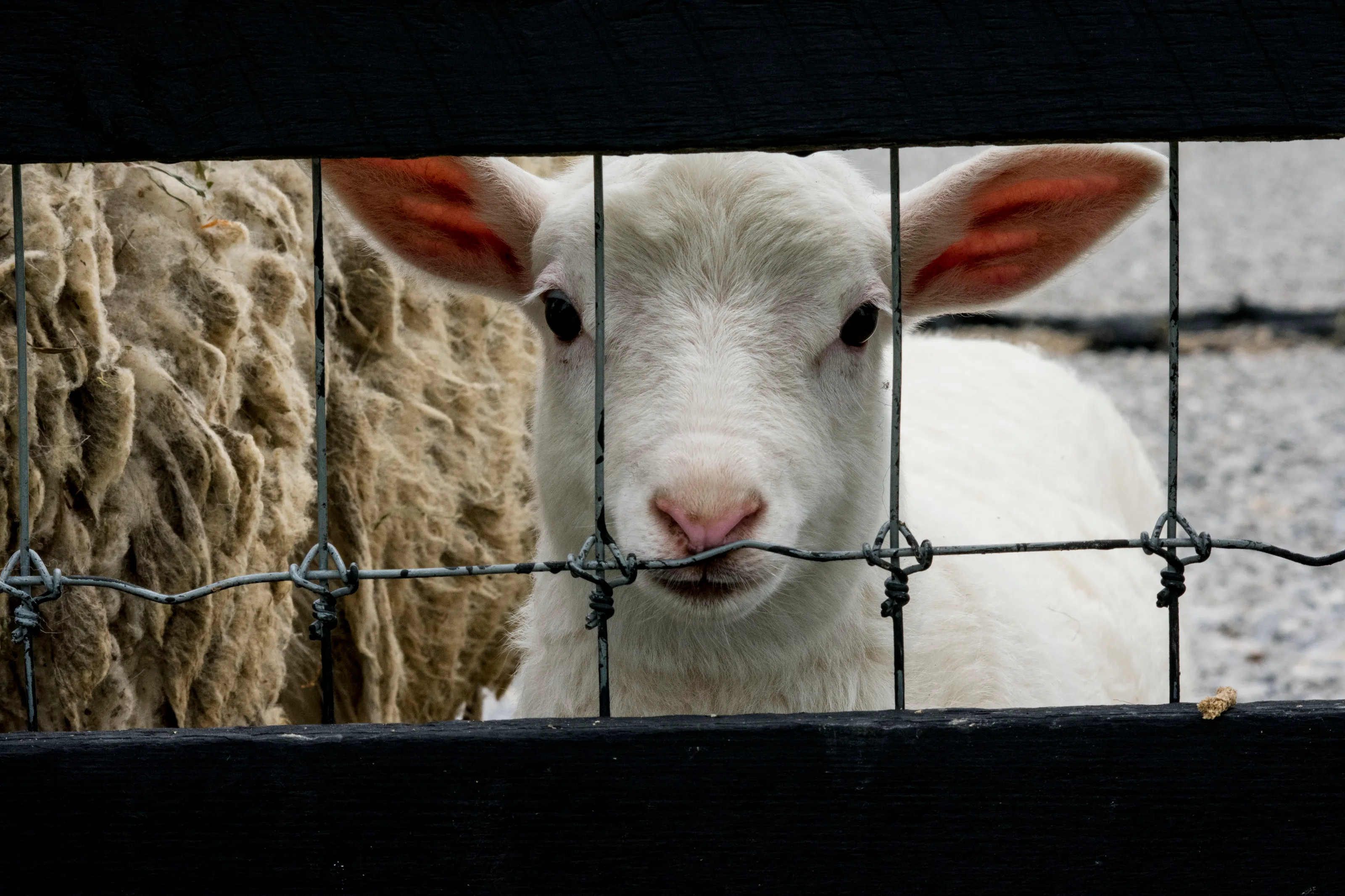 Mary had a little Lamb