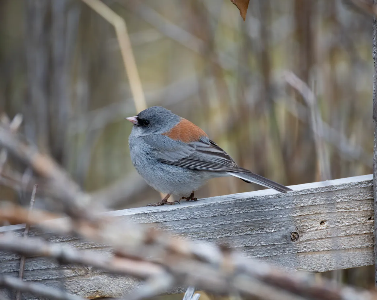 Dark Eyed Junco