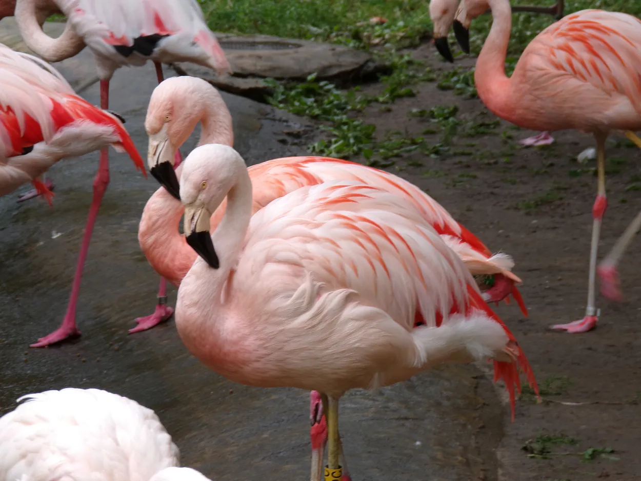 Pink Flamingo