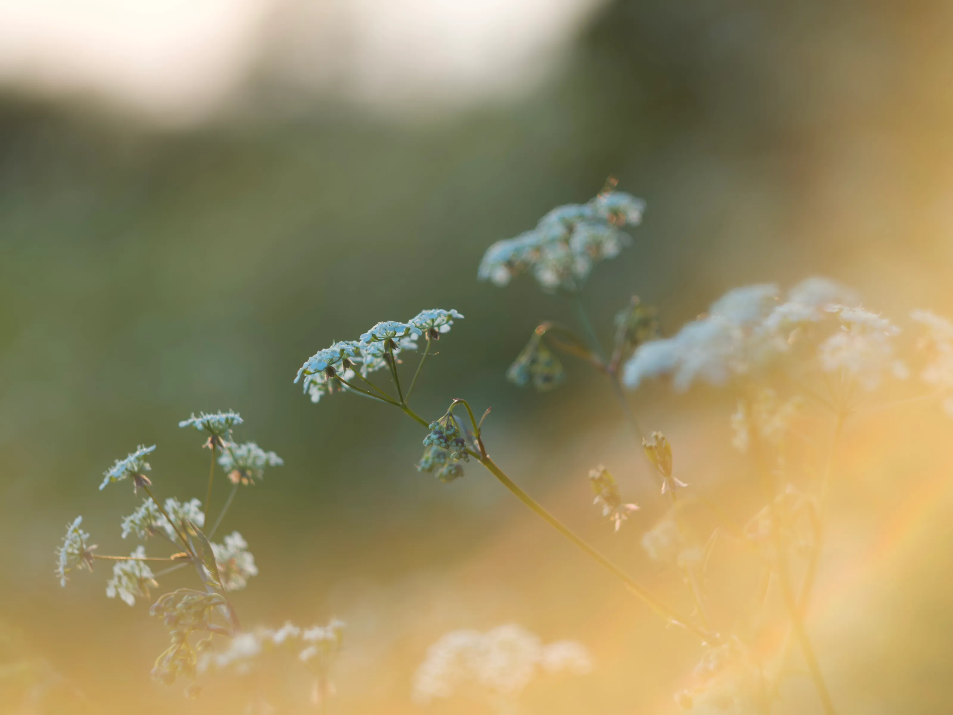 Evening Cow Parsley