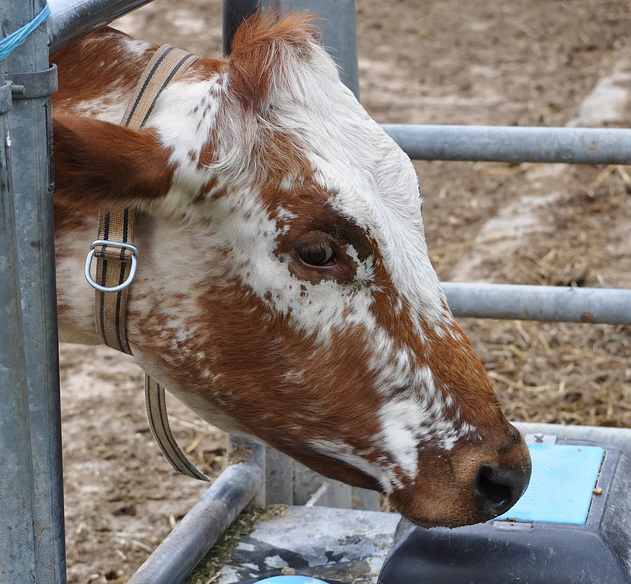 Cow profile